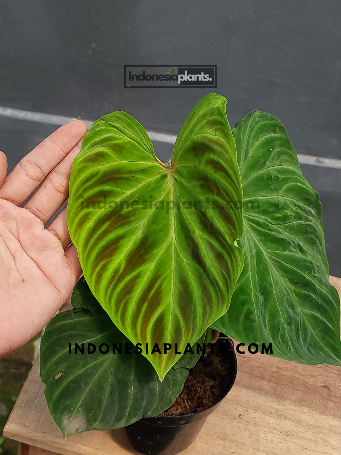 A hand holding Philodendron Verrucosum Small, offering a size reference for its compact growth.