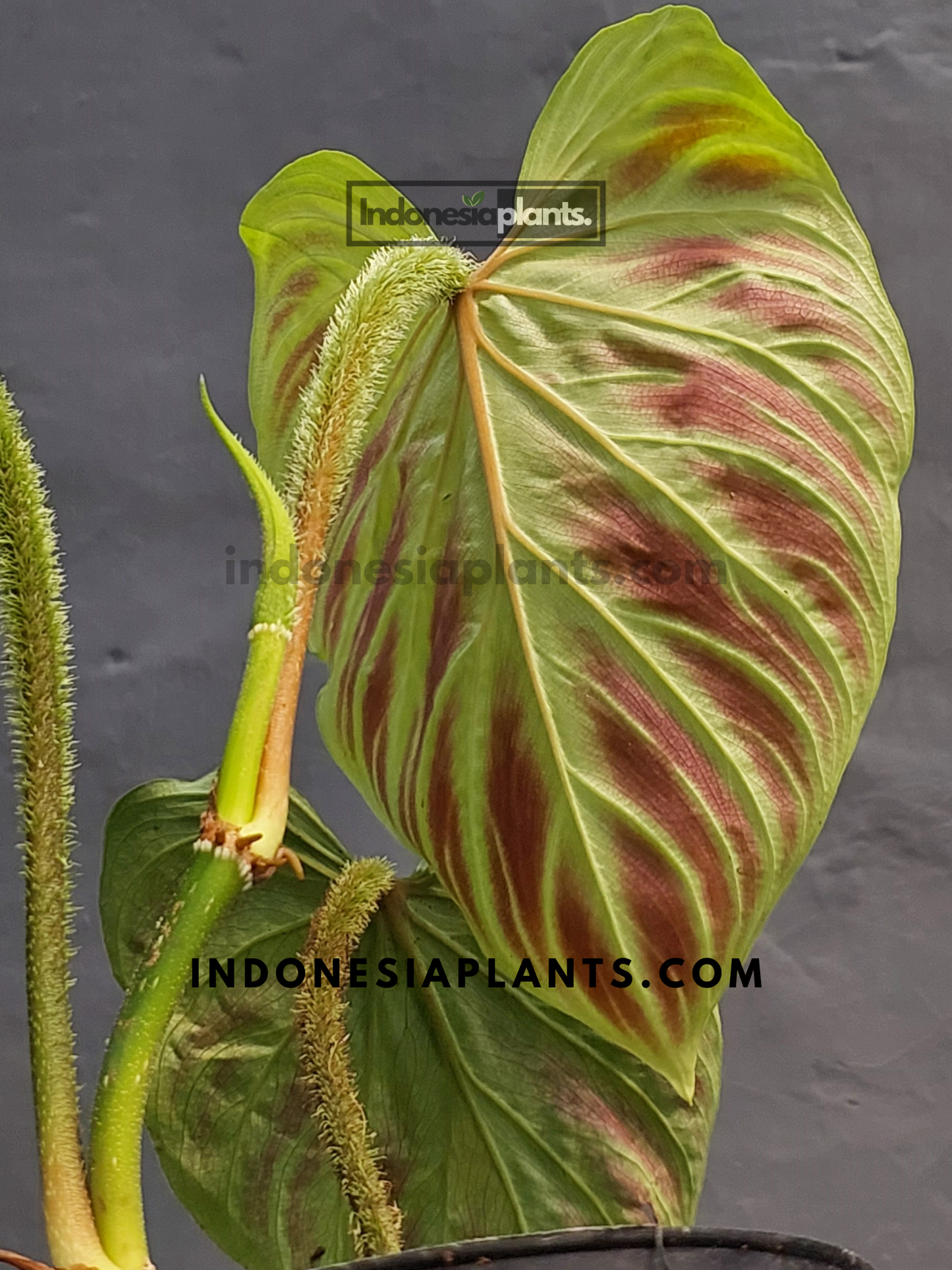Close-up image of the back leaf of Philodendron Verrucosum Small, showing its soft texture and prominent veins.