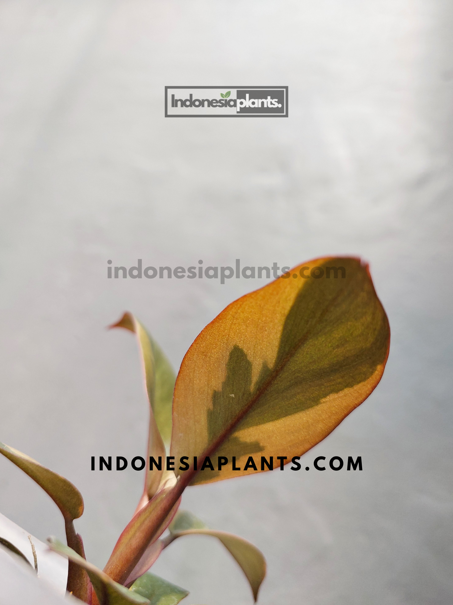 Philodendron Black Cardinal Variegated