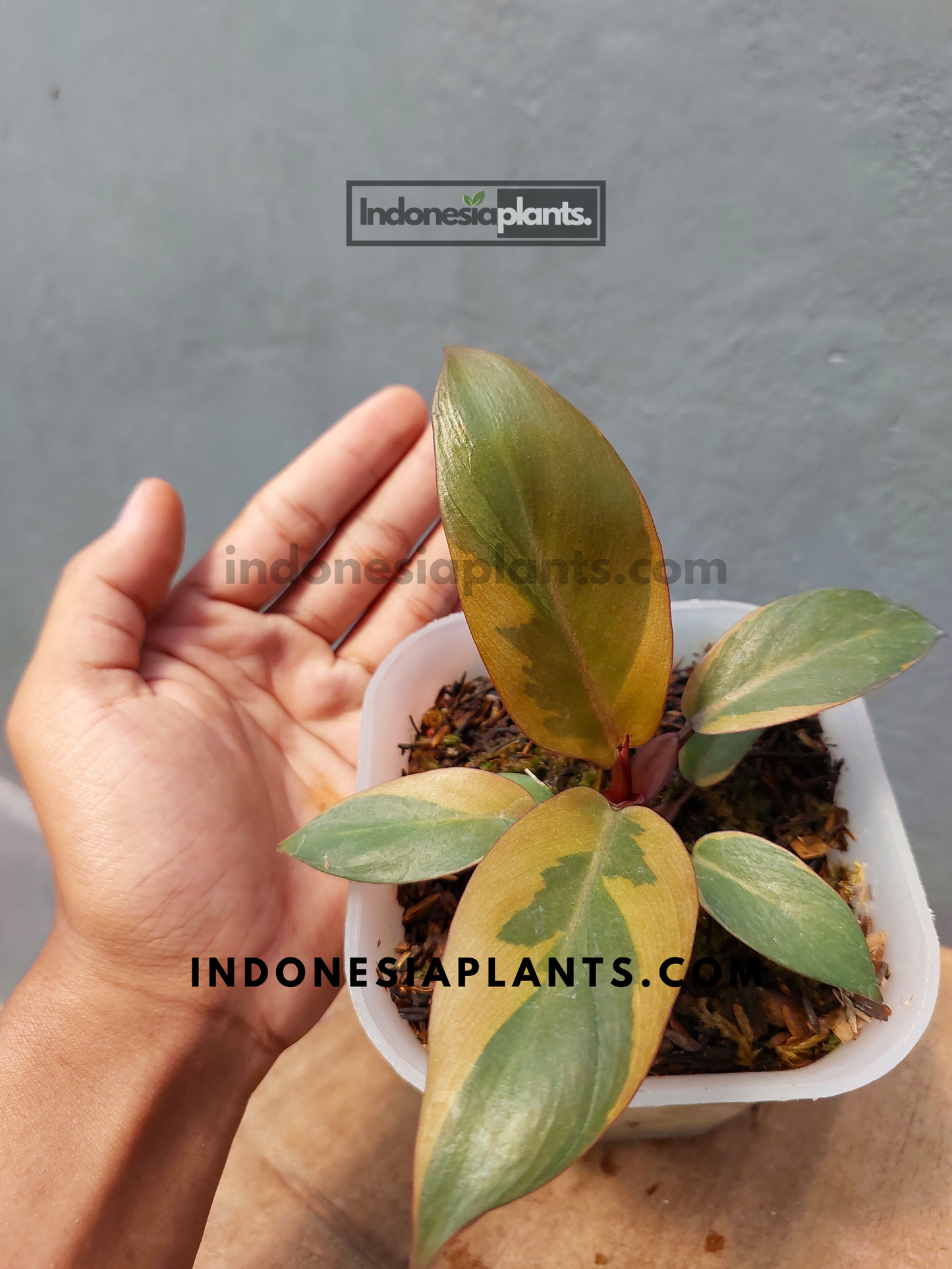 Philodendron Black Cardinal Variegated