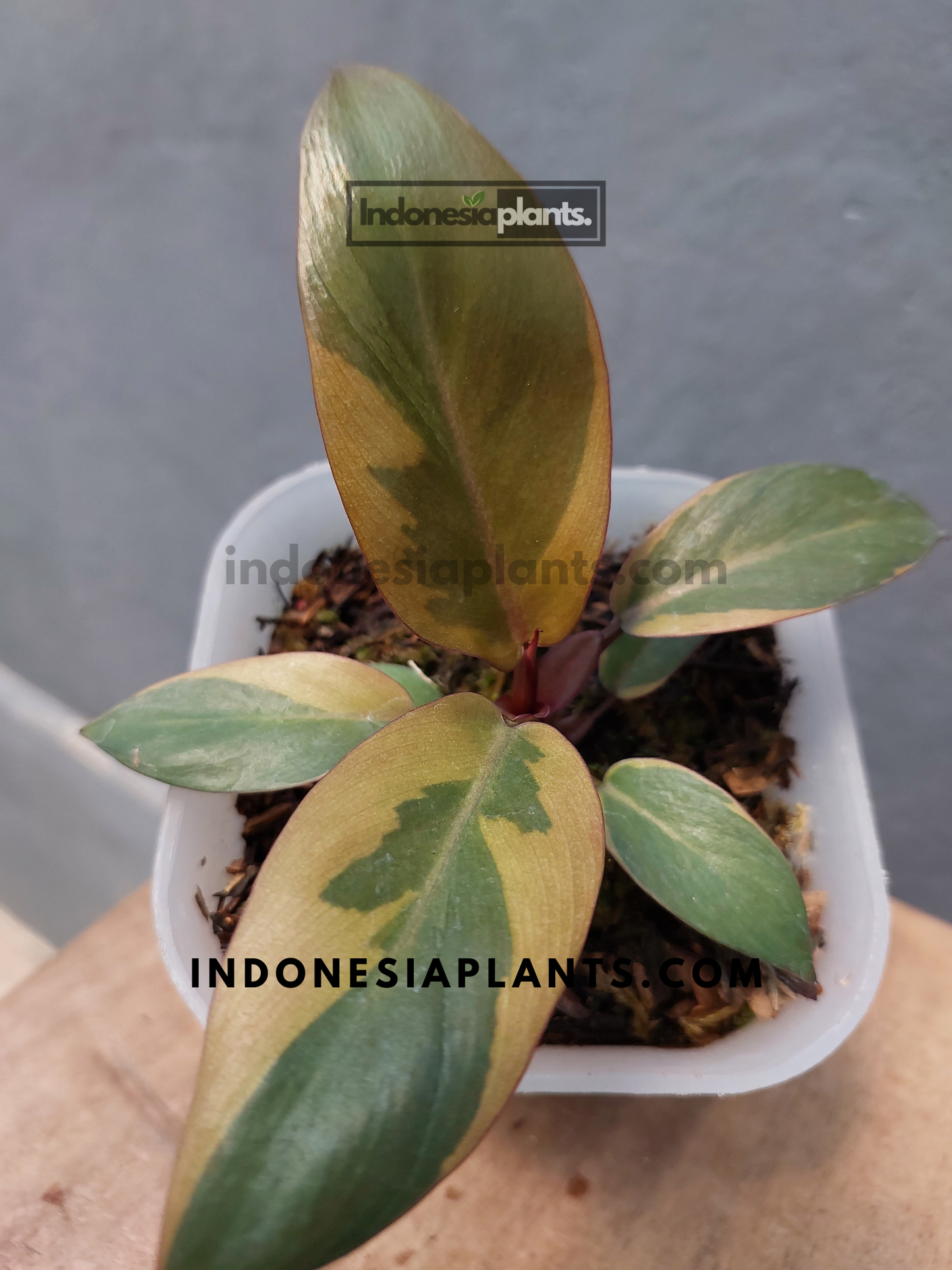 Philodendron Black Cardinal Variegated