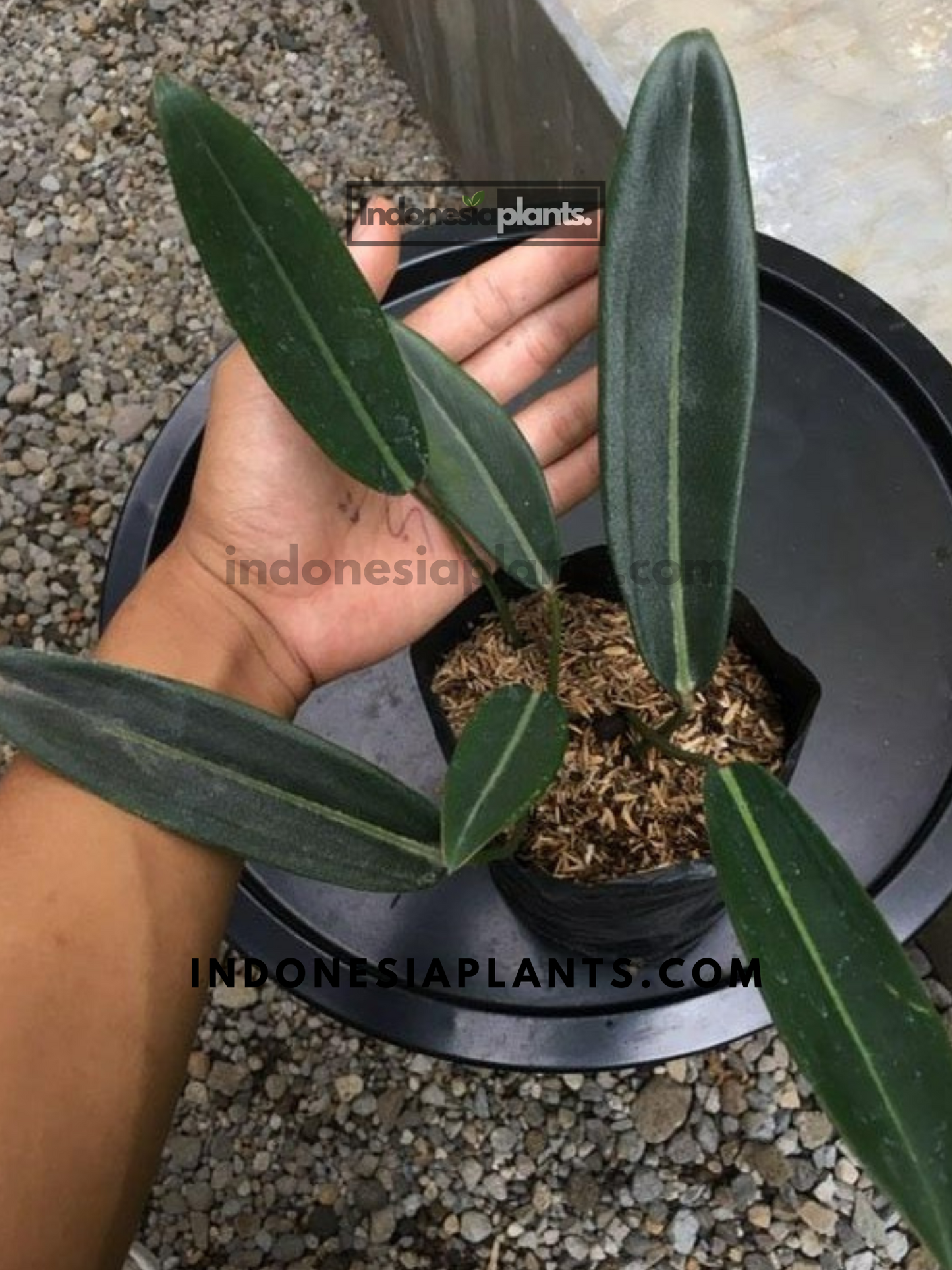 Philodendron Callosum