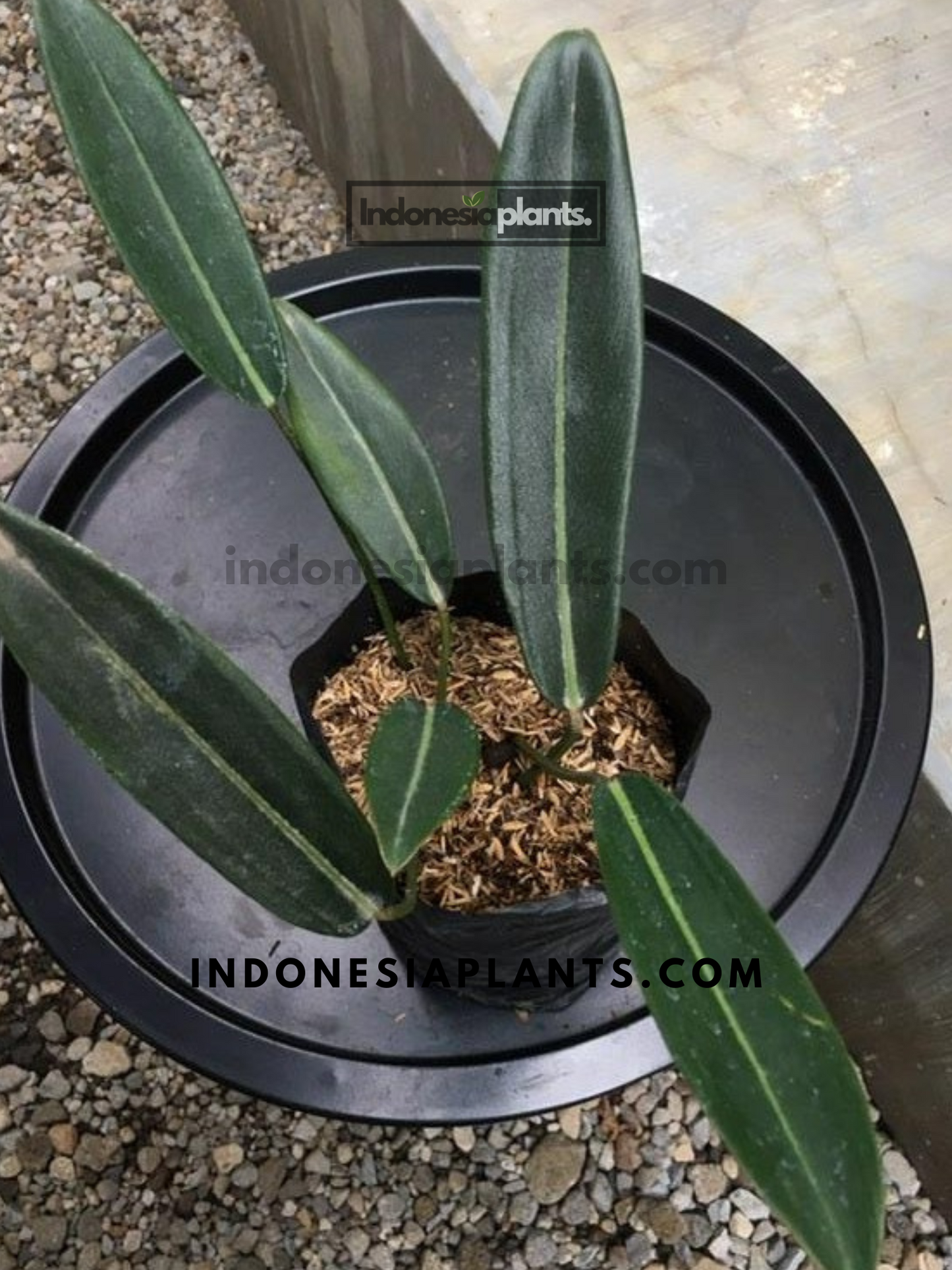 Philodendron Callosum