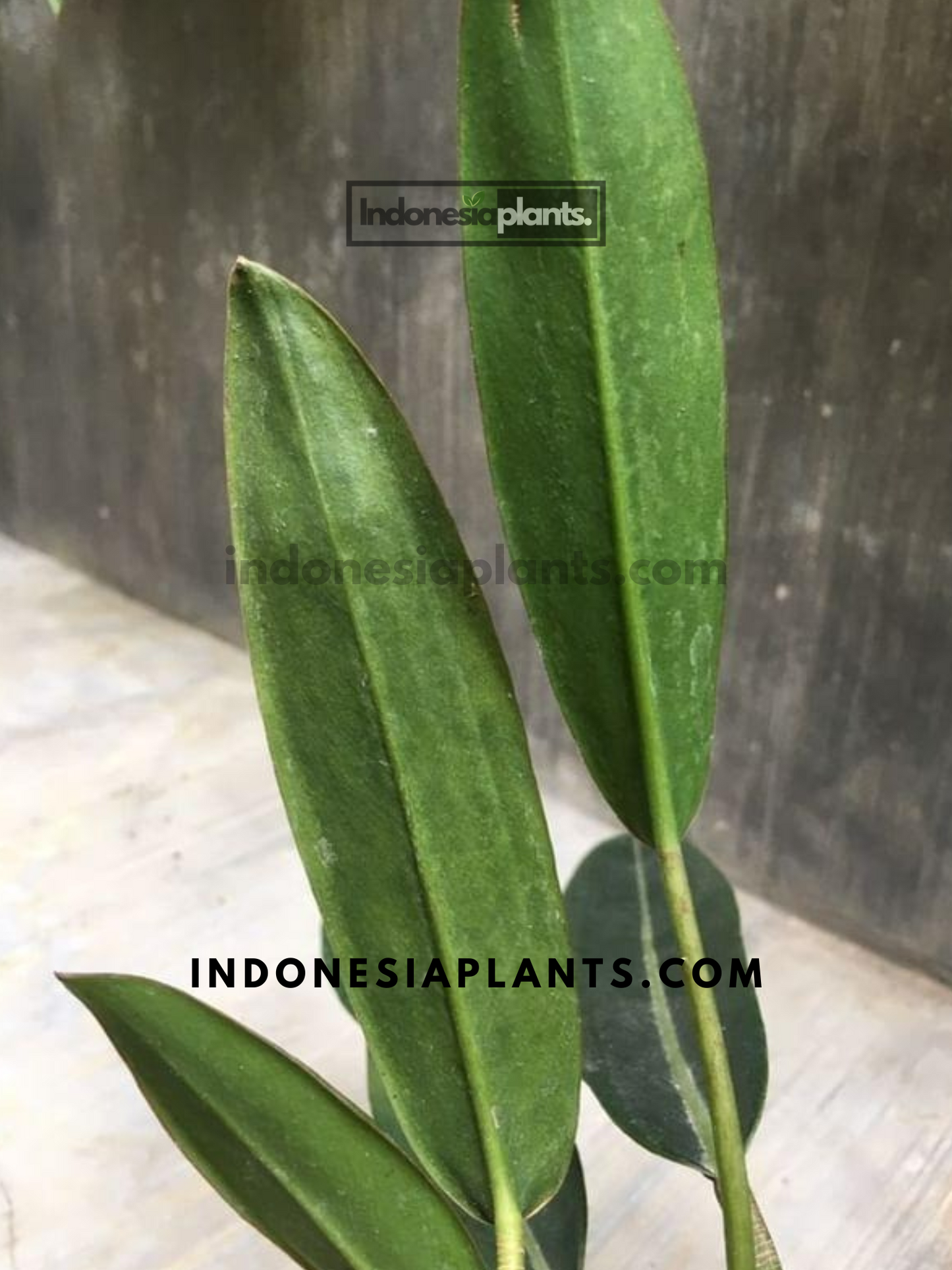Philodendron Callosum