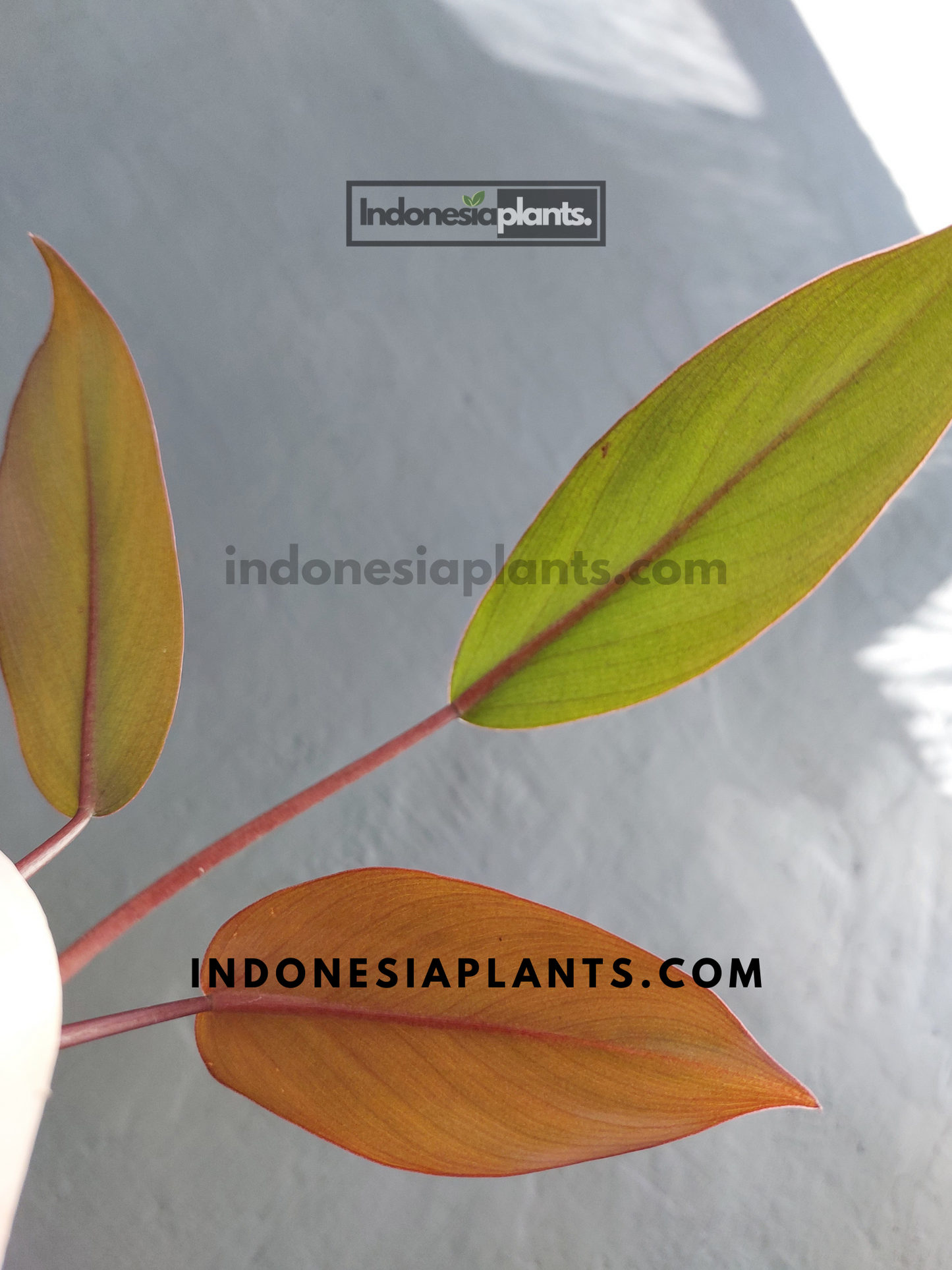 Philodendron Dark Lord