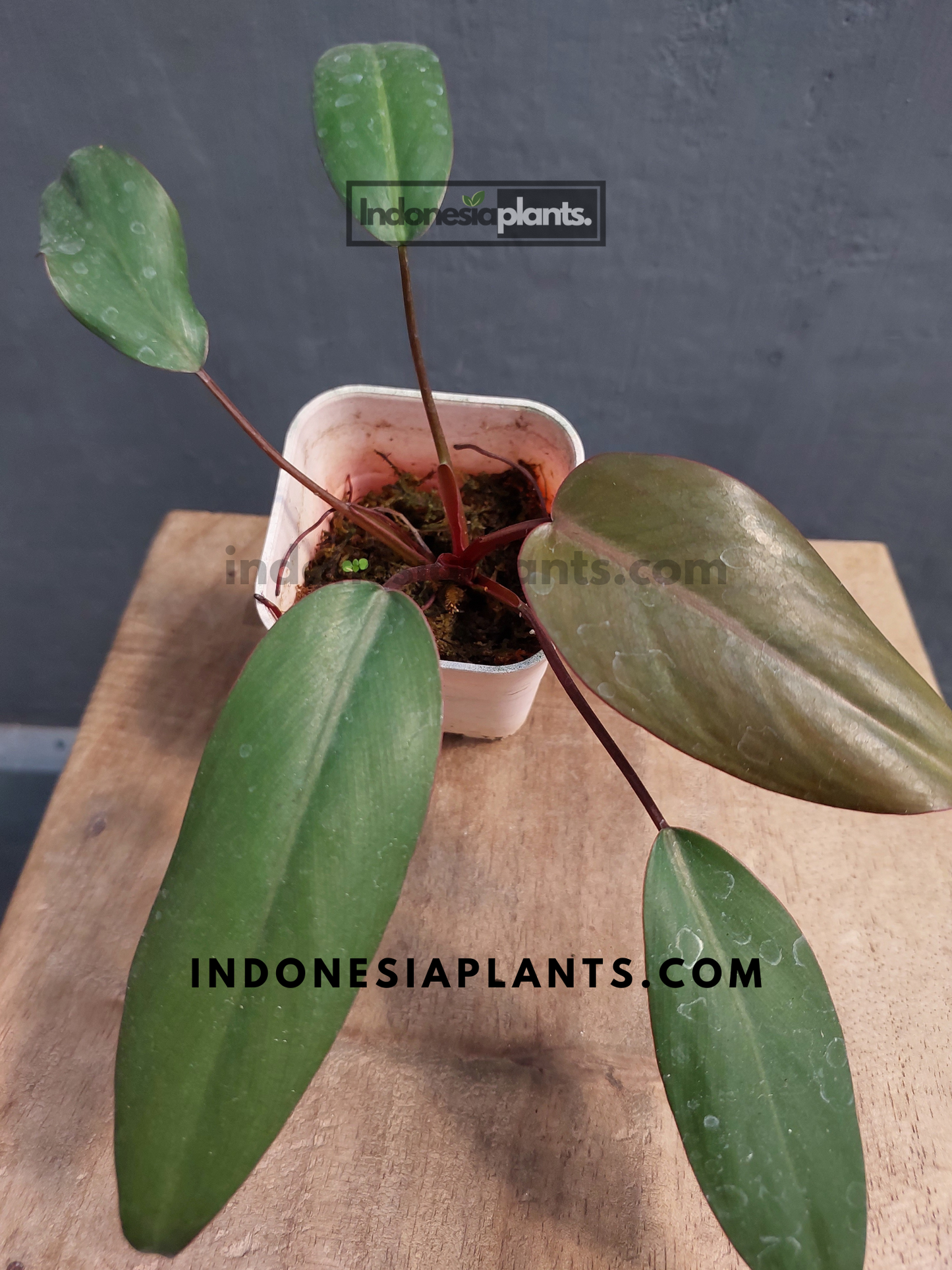 Philodendron Dark Lord