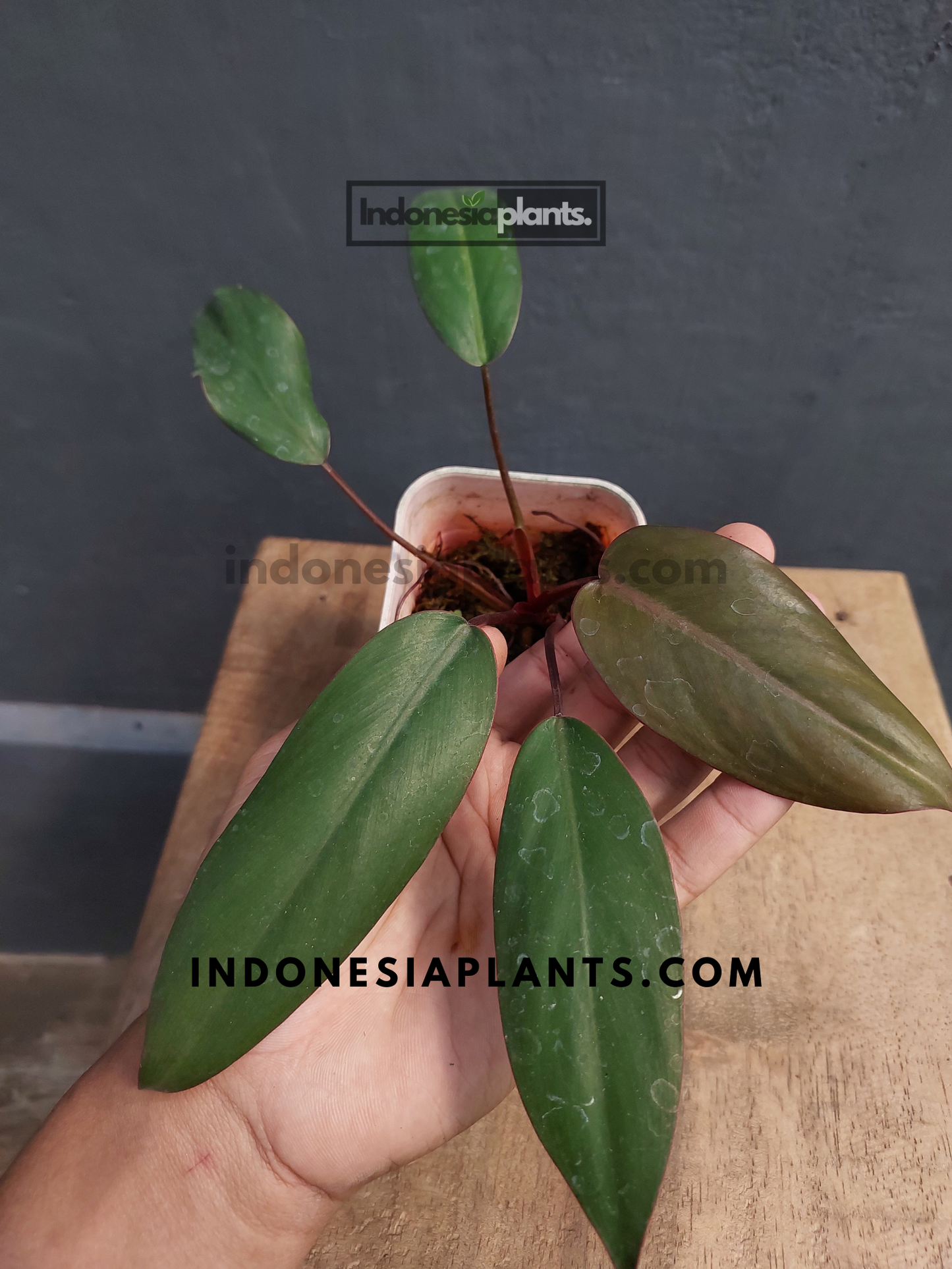 Philodendron Dark Lord