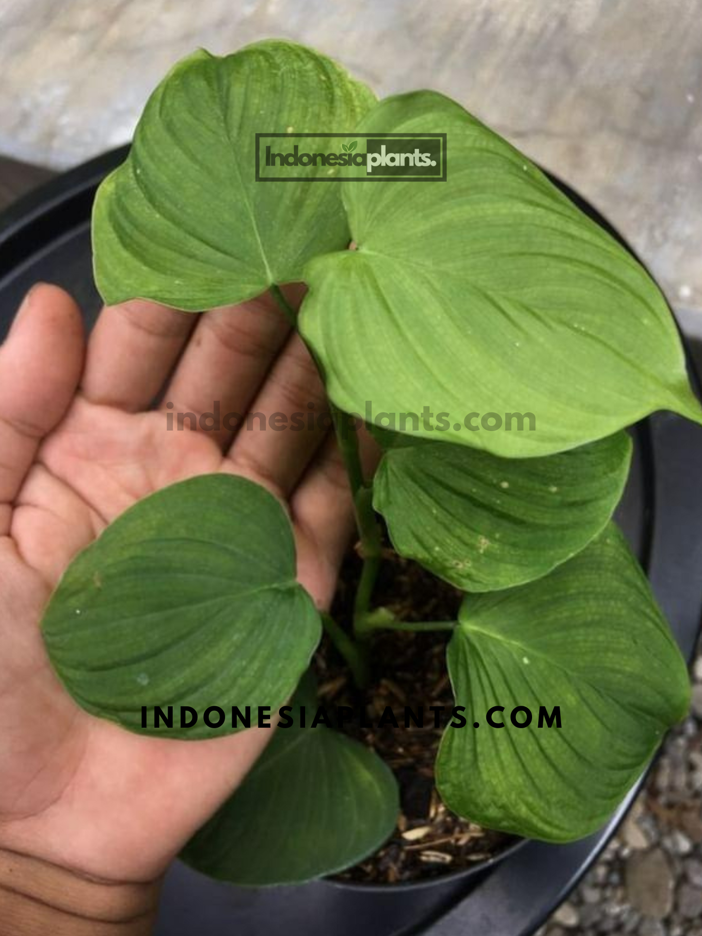 Philodendron fibraecataphyllum