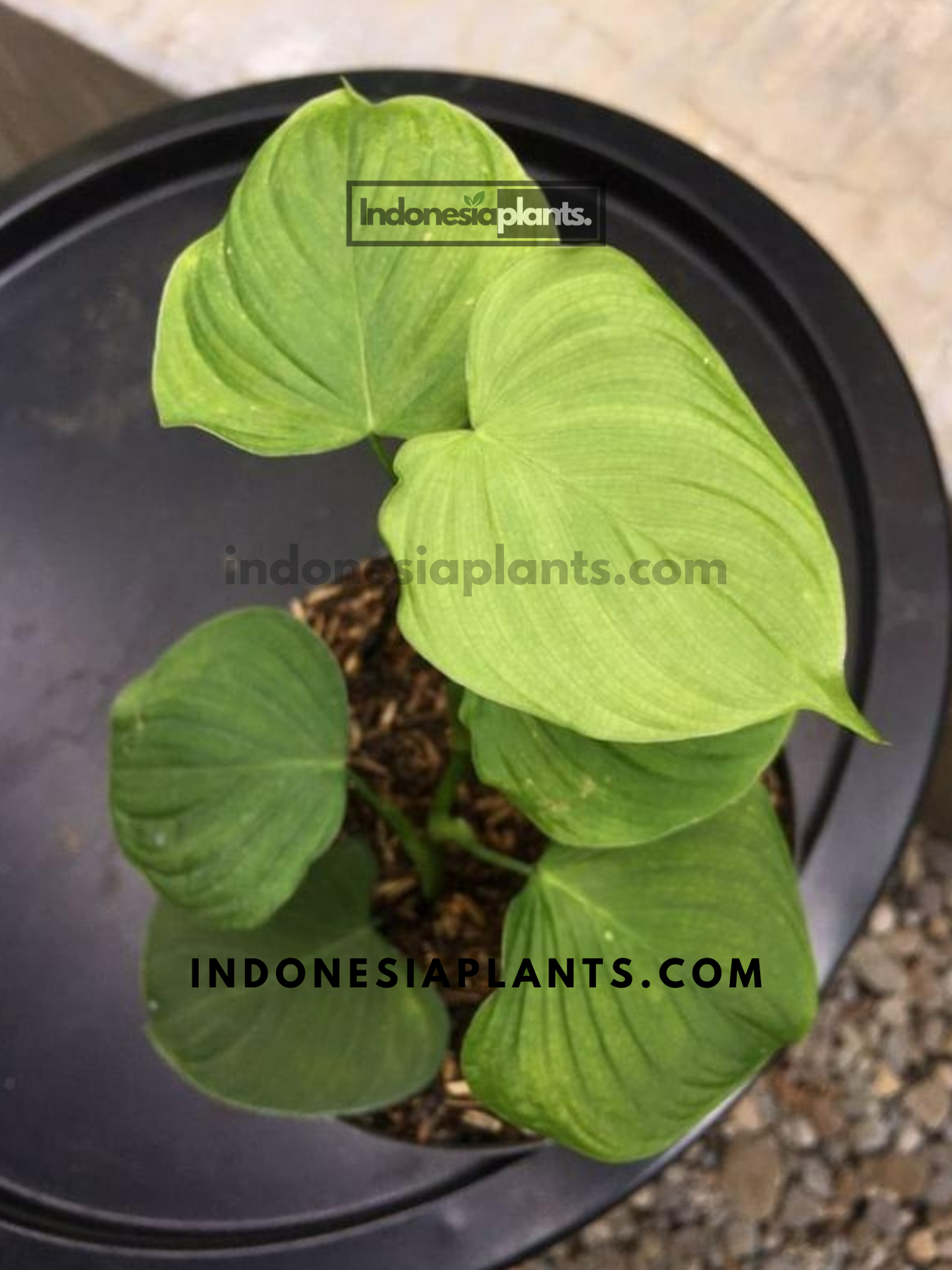 Philodendron fibraecataphyllum