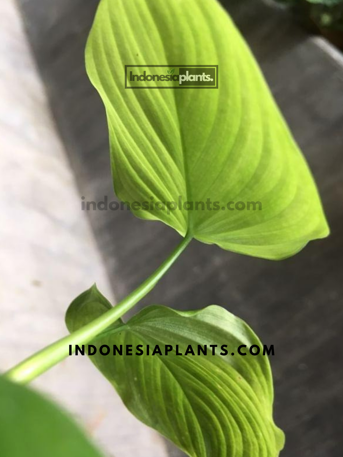 Philodendron fibraecataphyllum