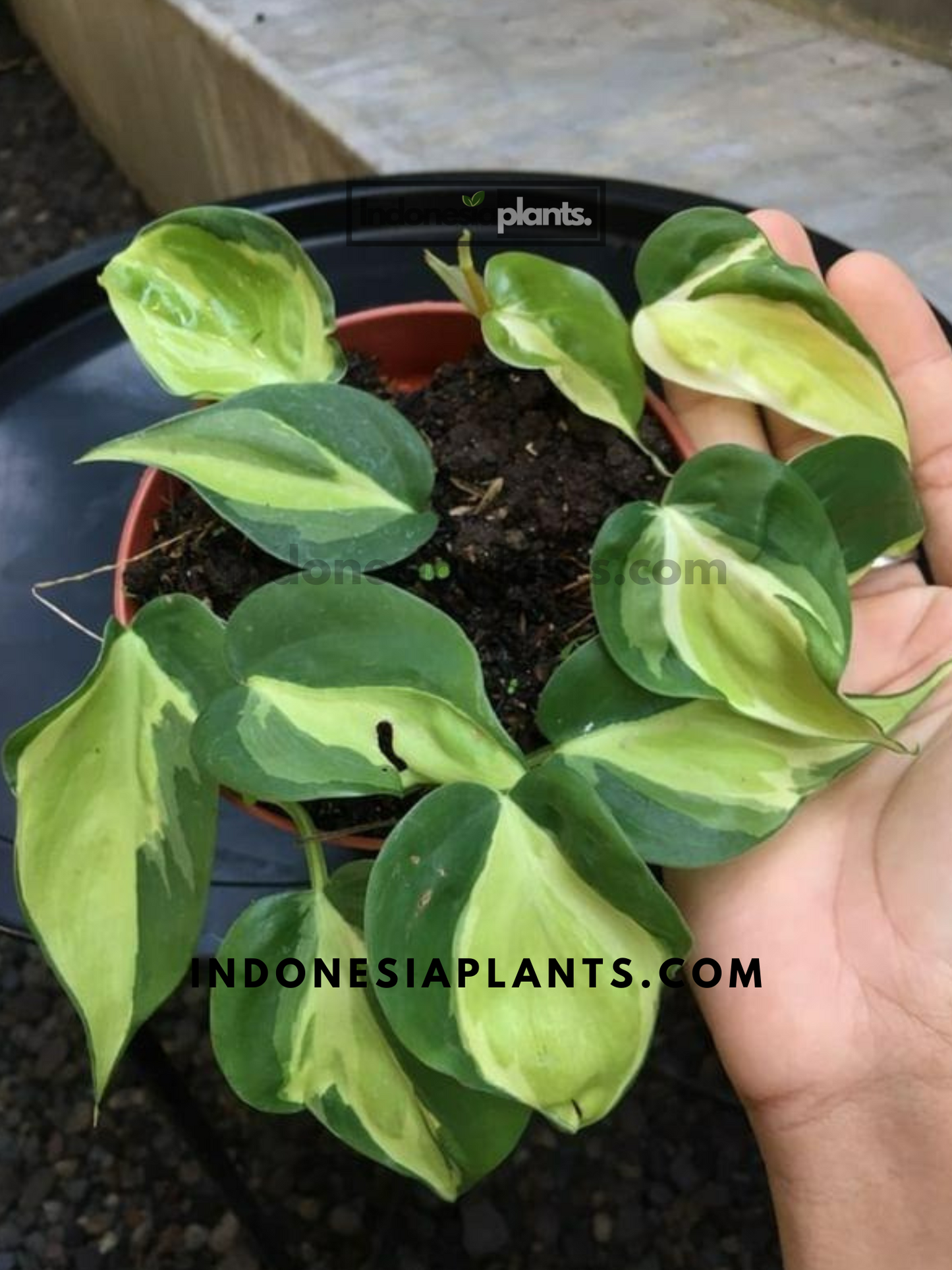 Philodendron Gabby