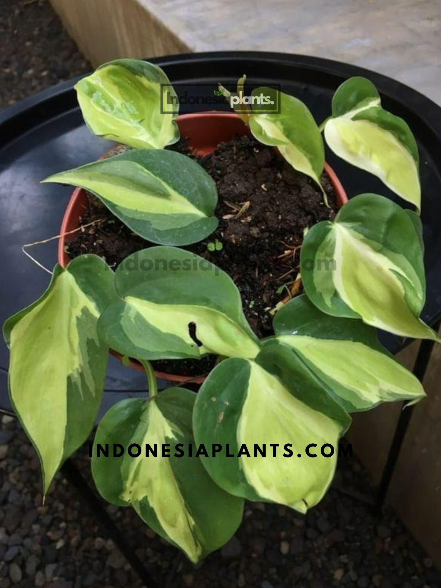 philodendron gaby Philodendron Gabby