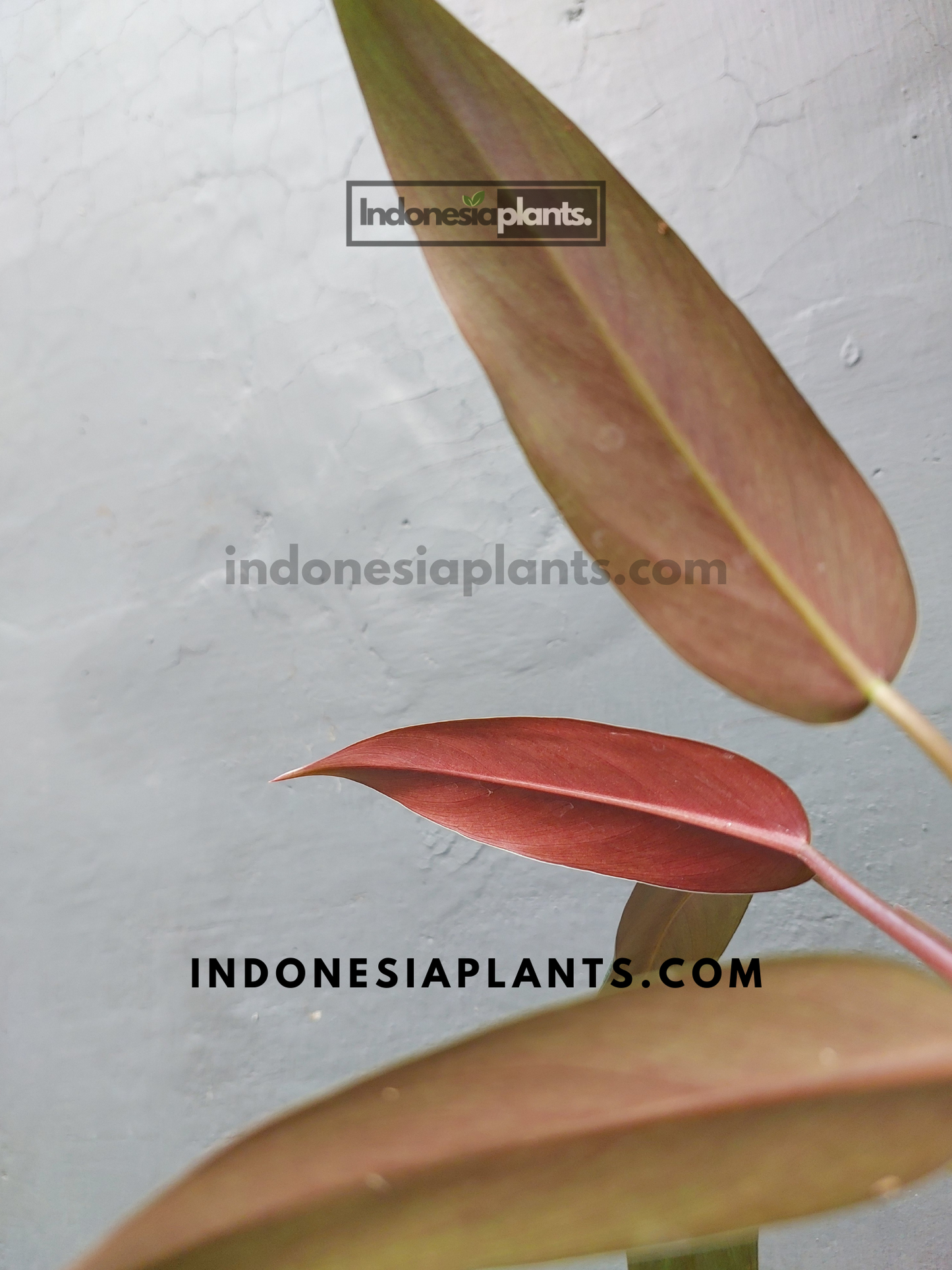 Philodendron Mexicanum