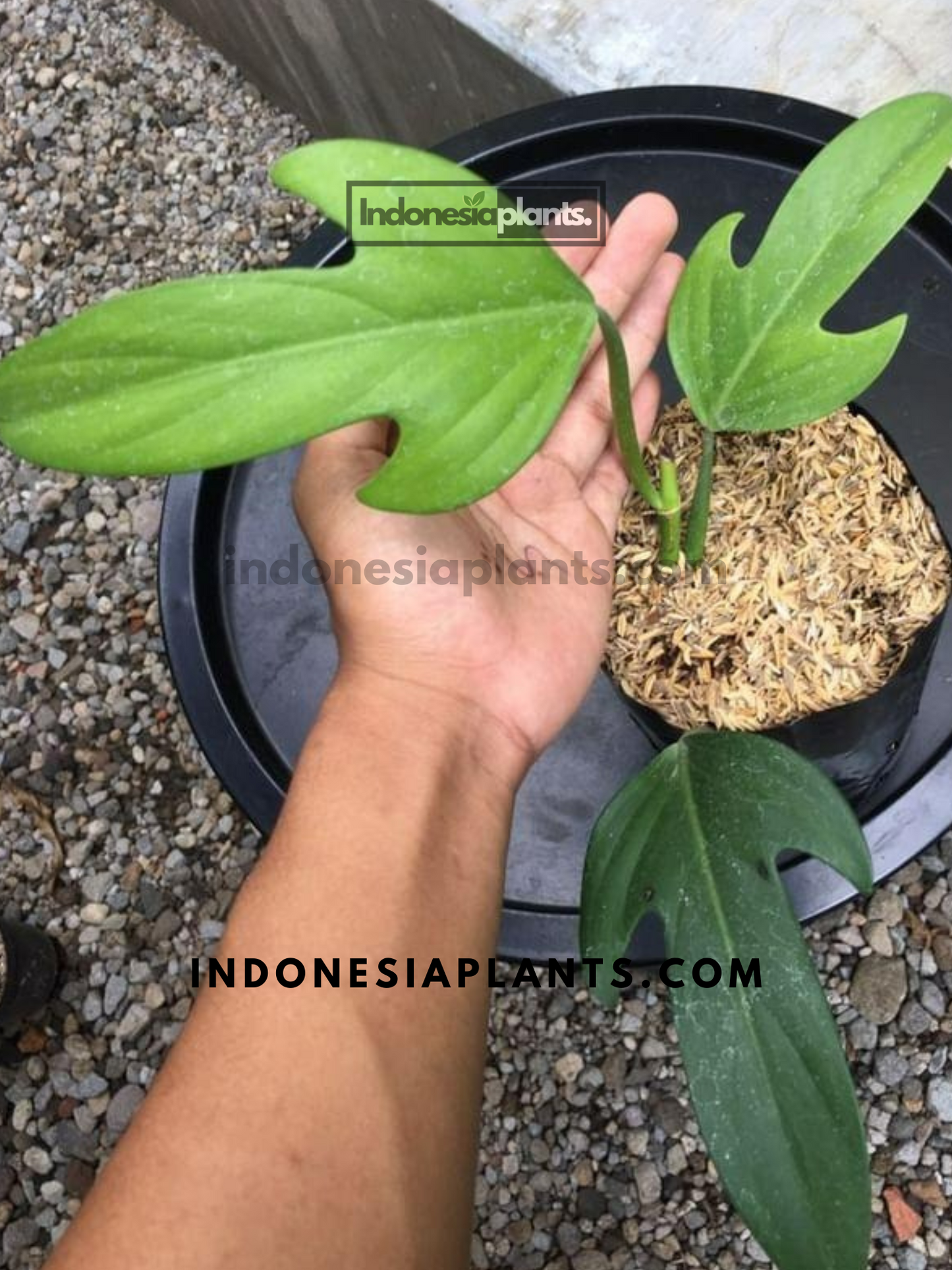 philodendron Panduriforme