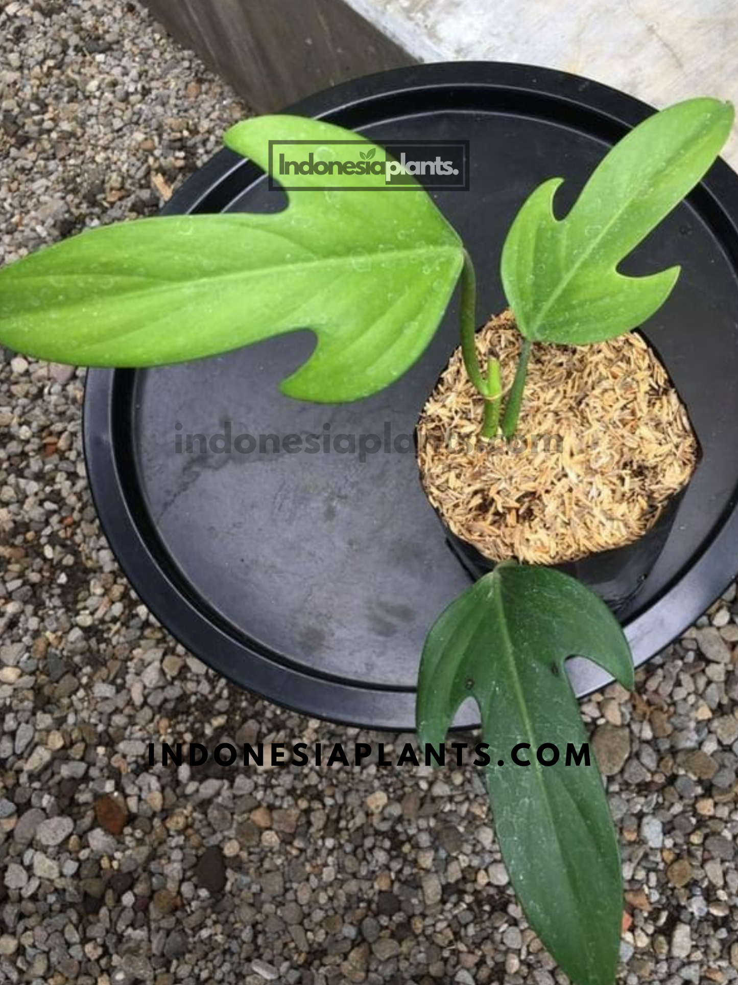 philodendron Panduriforme