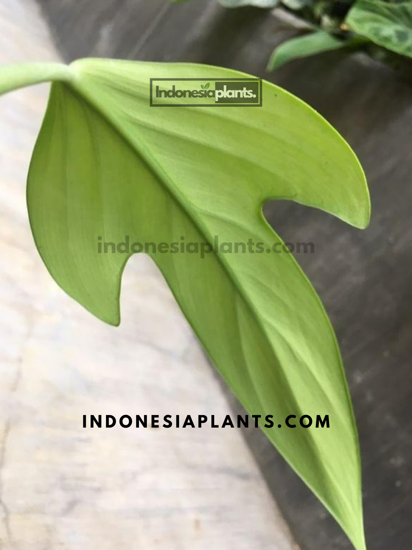 philodendron Panduriforme