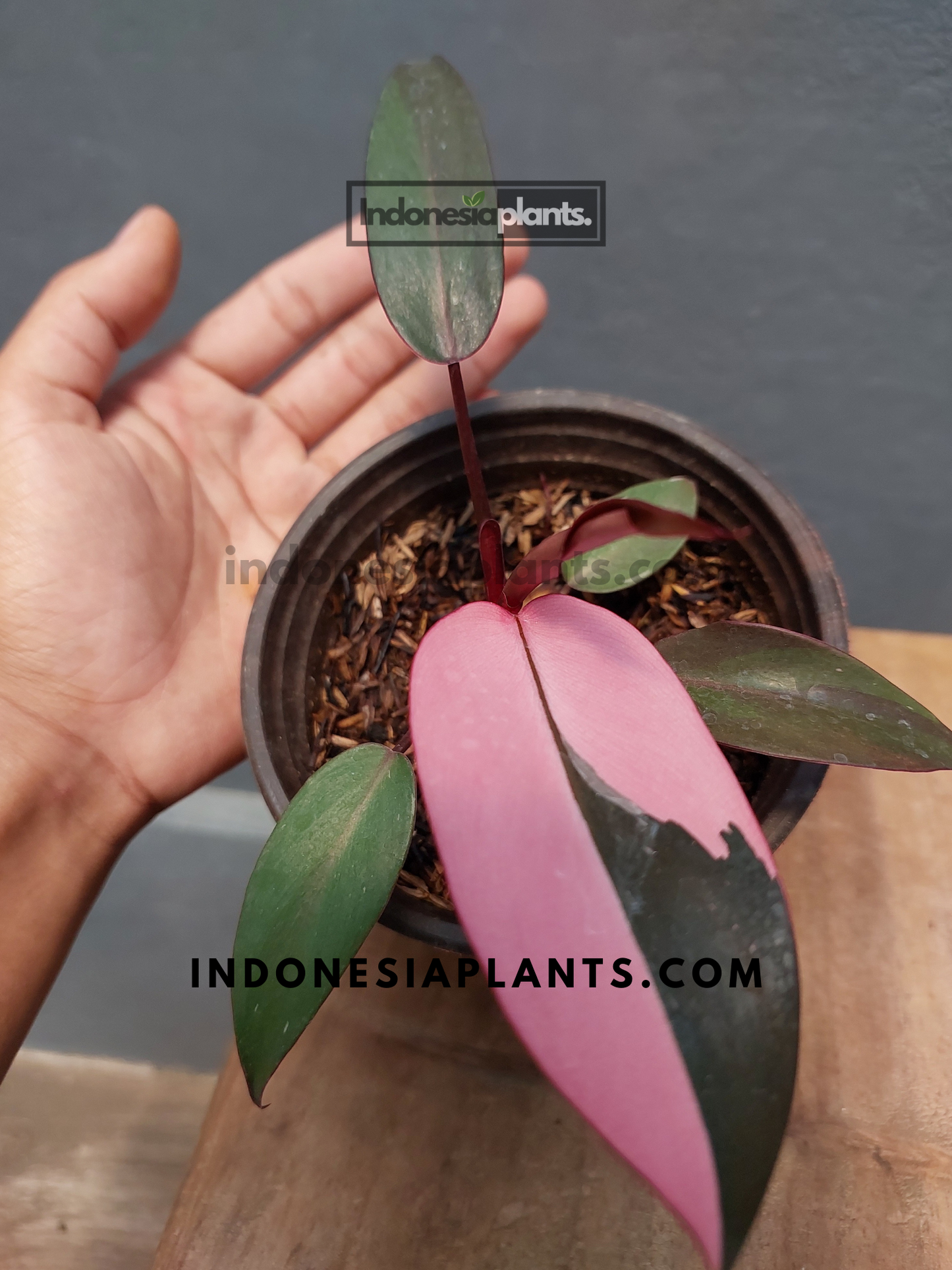 Philodendron Pink Princess