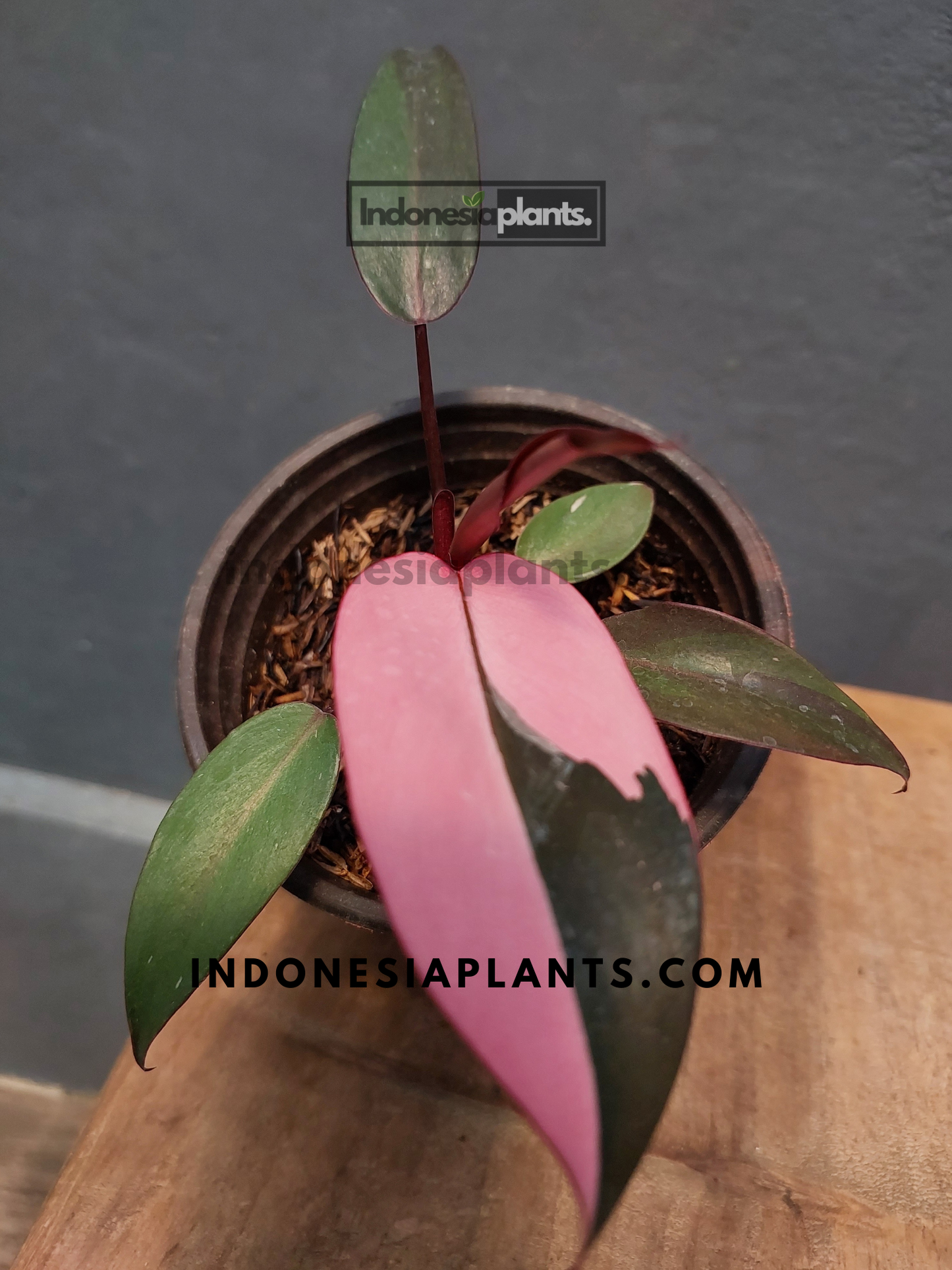 Philodendron Pink Princess