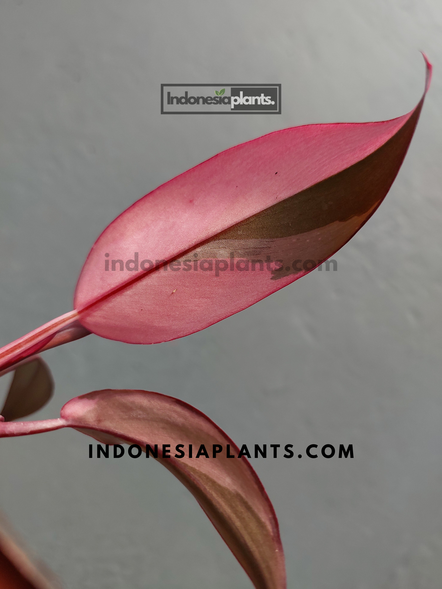 Philodendron Pink Princess