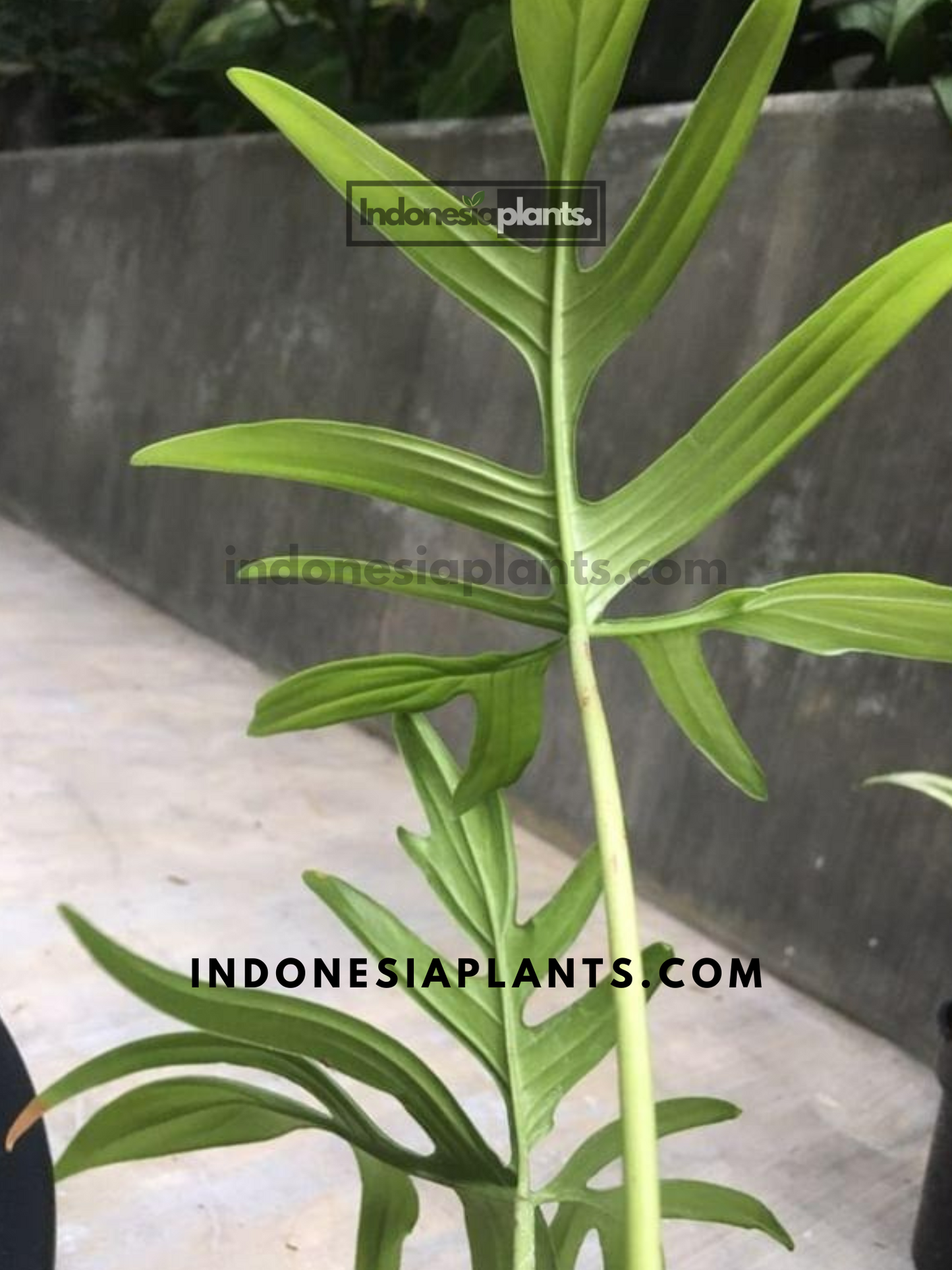 Philodendron Quercyfolium