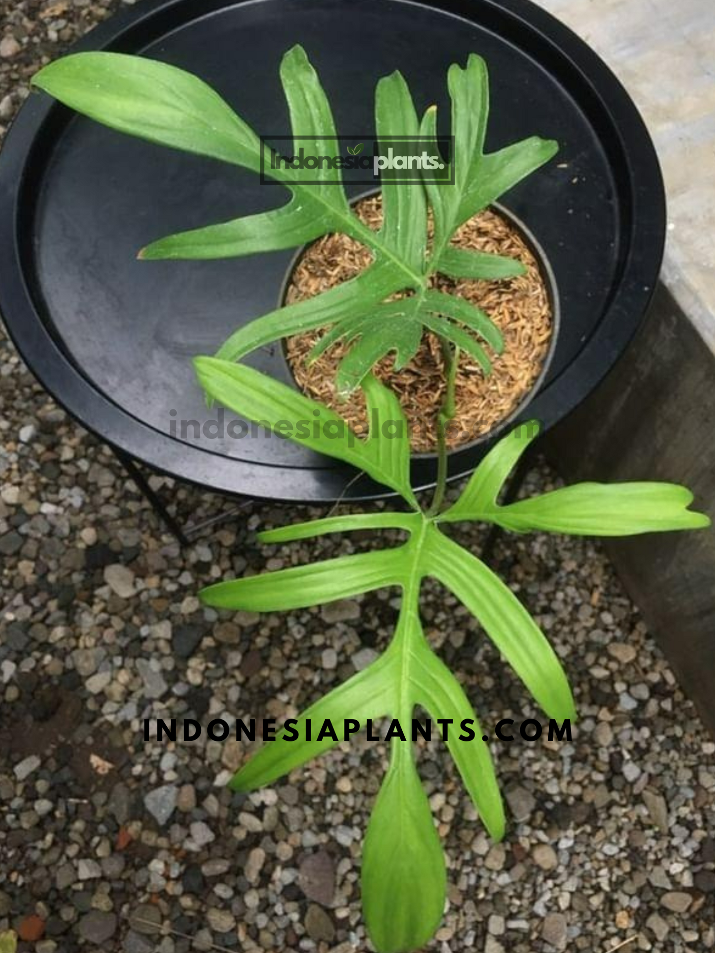 Philodendron Quercyfolium