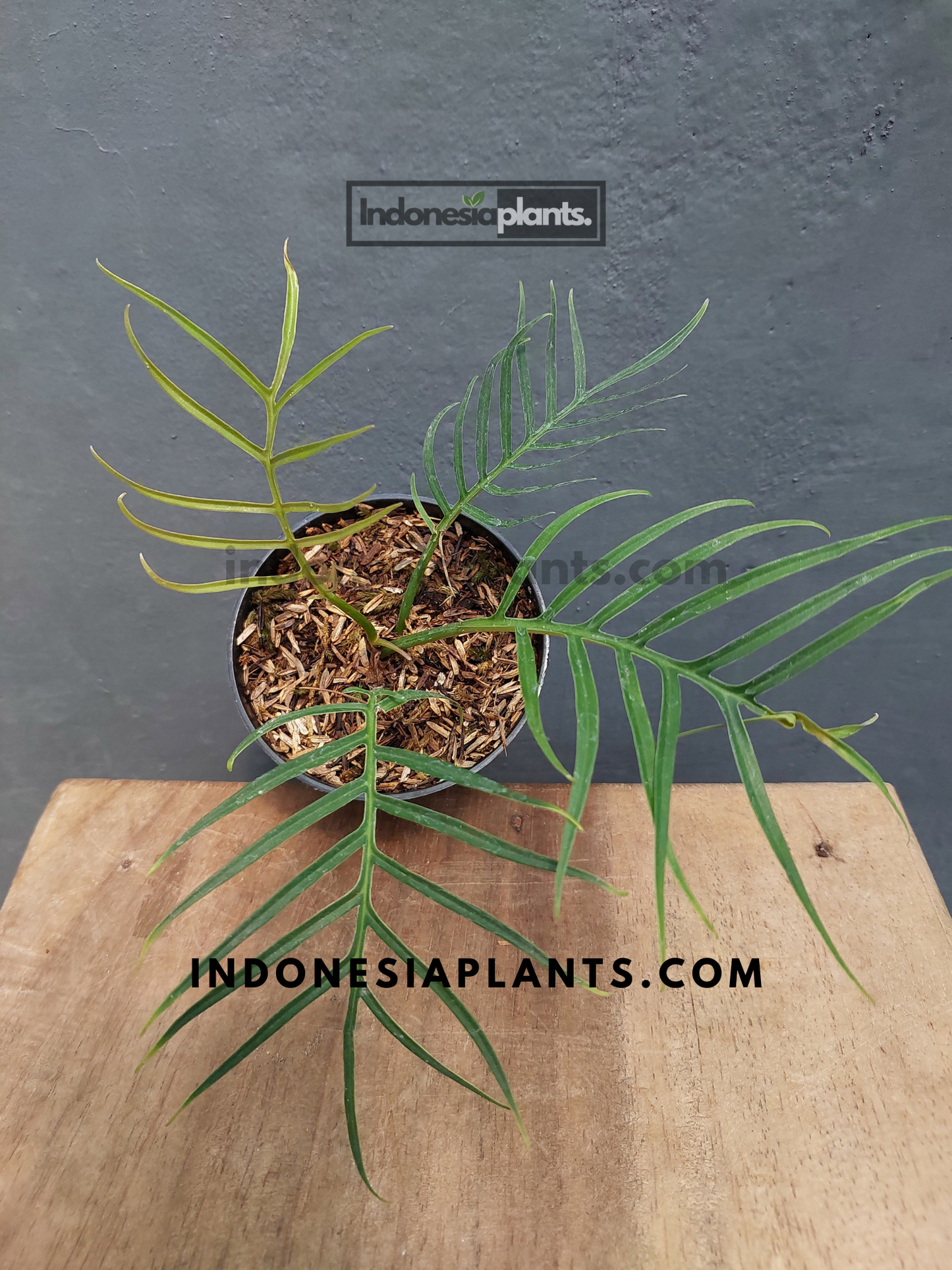 Philodendron Tortum