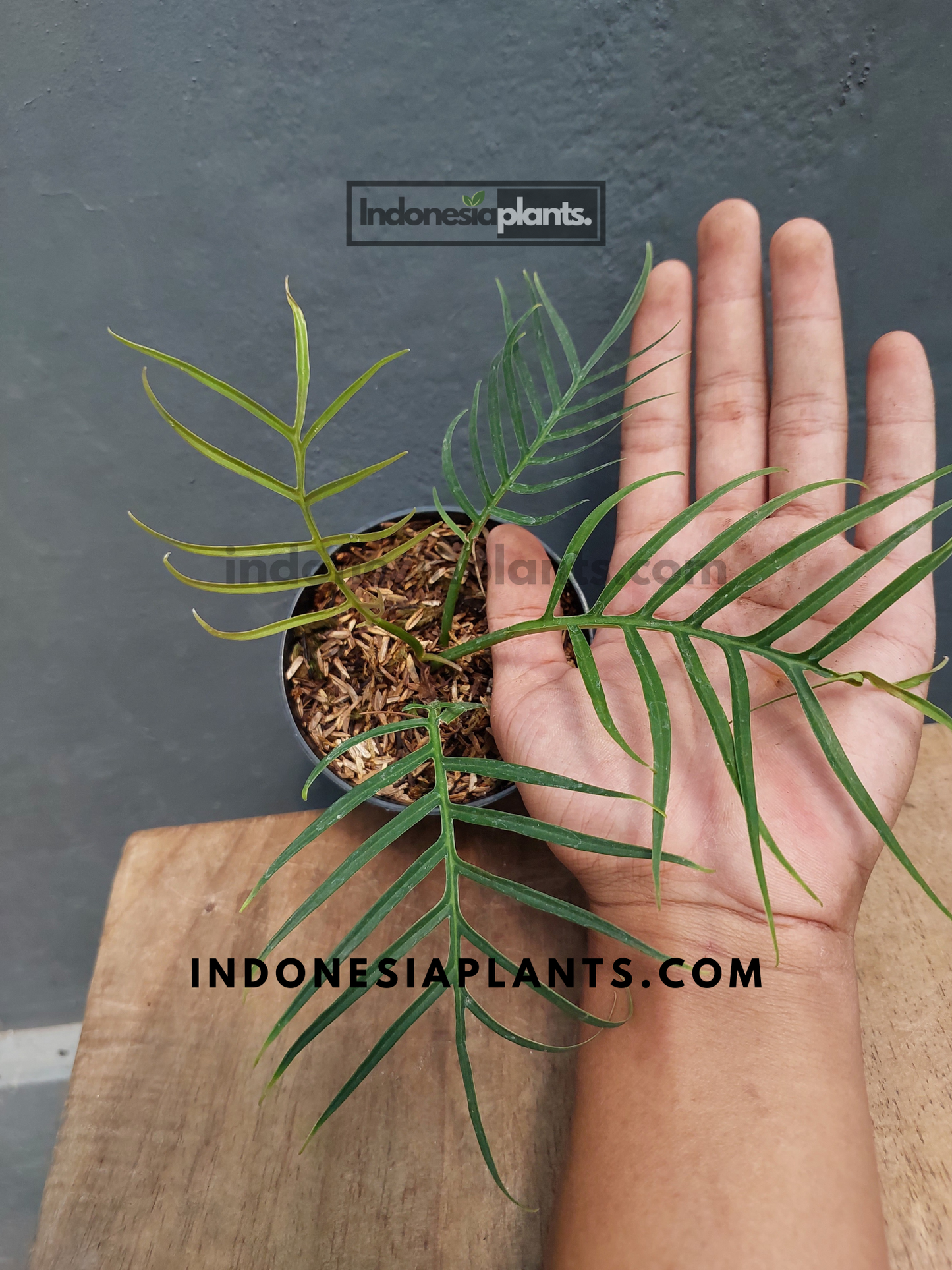Philodendron Tortum