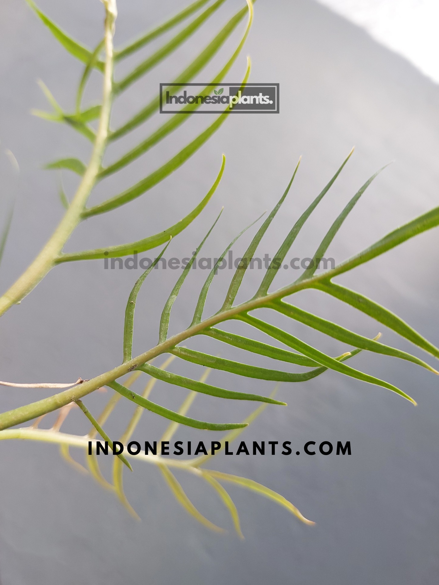 Philodendron Tortum