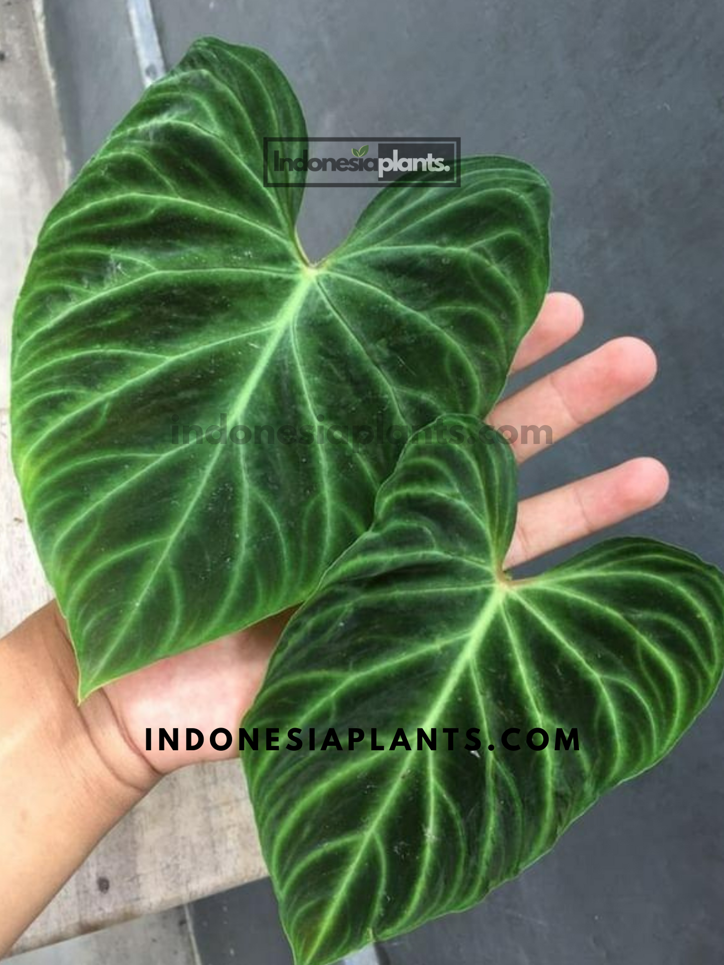 Philodendron Verrucosum