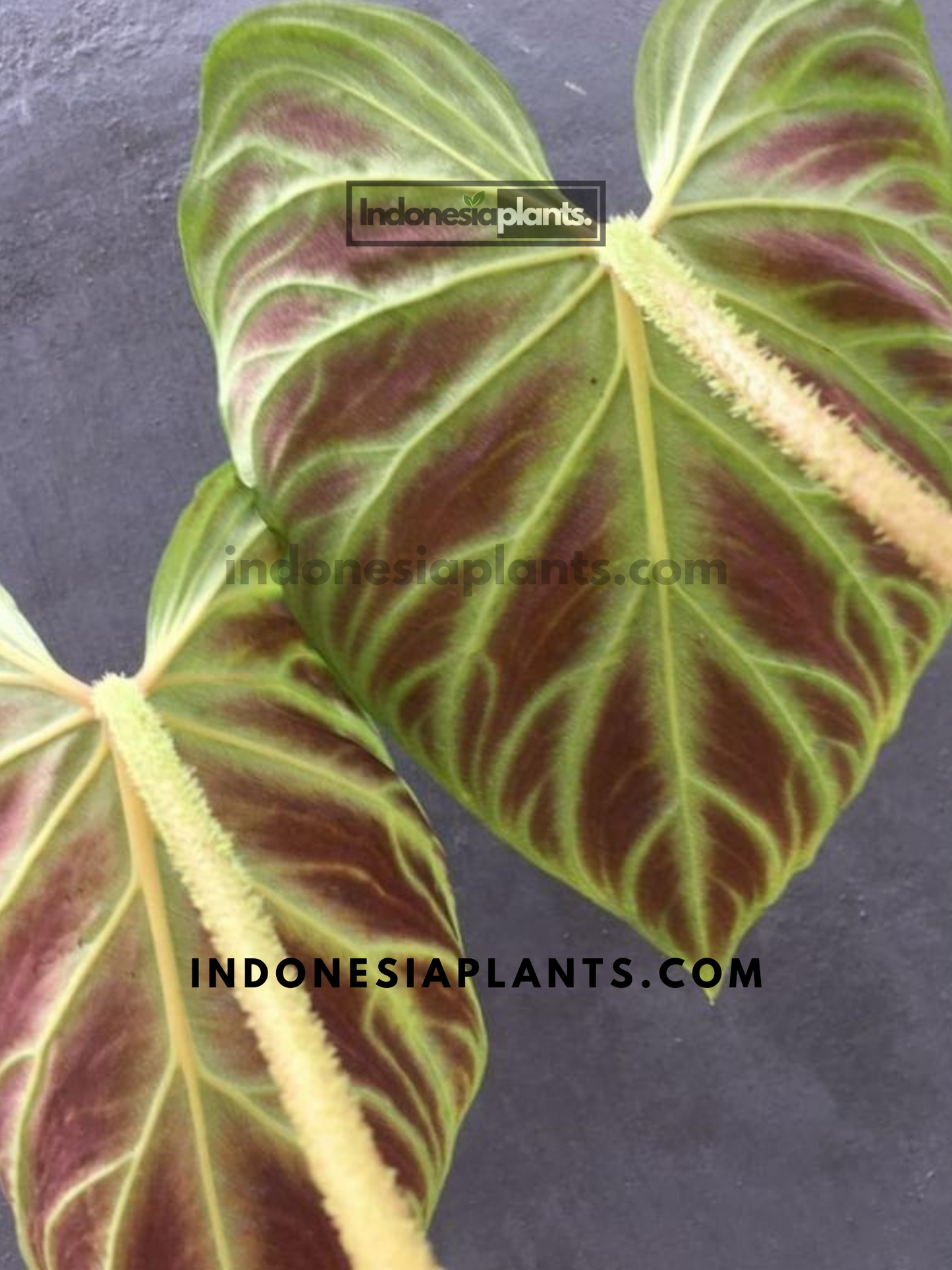 Philodendron Verrucosum