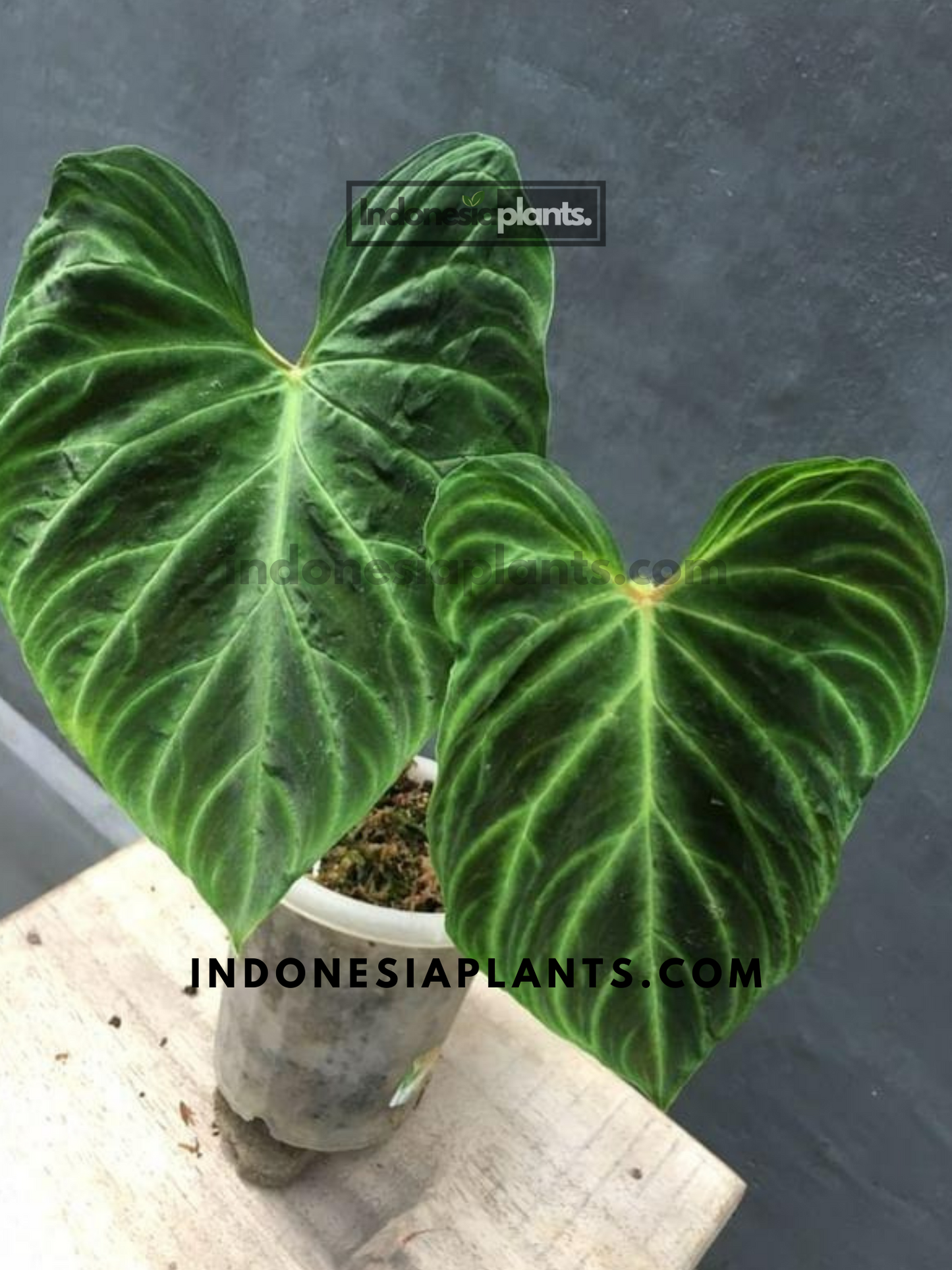 Philodendron Verrucosum