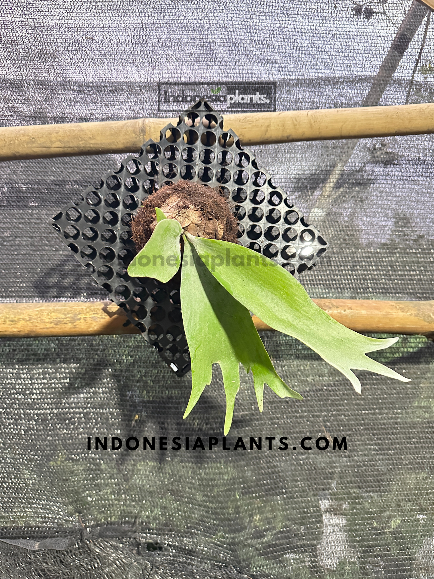 A close-up of the Platycerium Willinckii Staghorn Fern mounted on a black plaque, showing its vibrant, branching fronds.