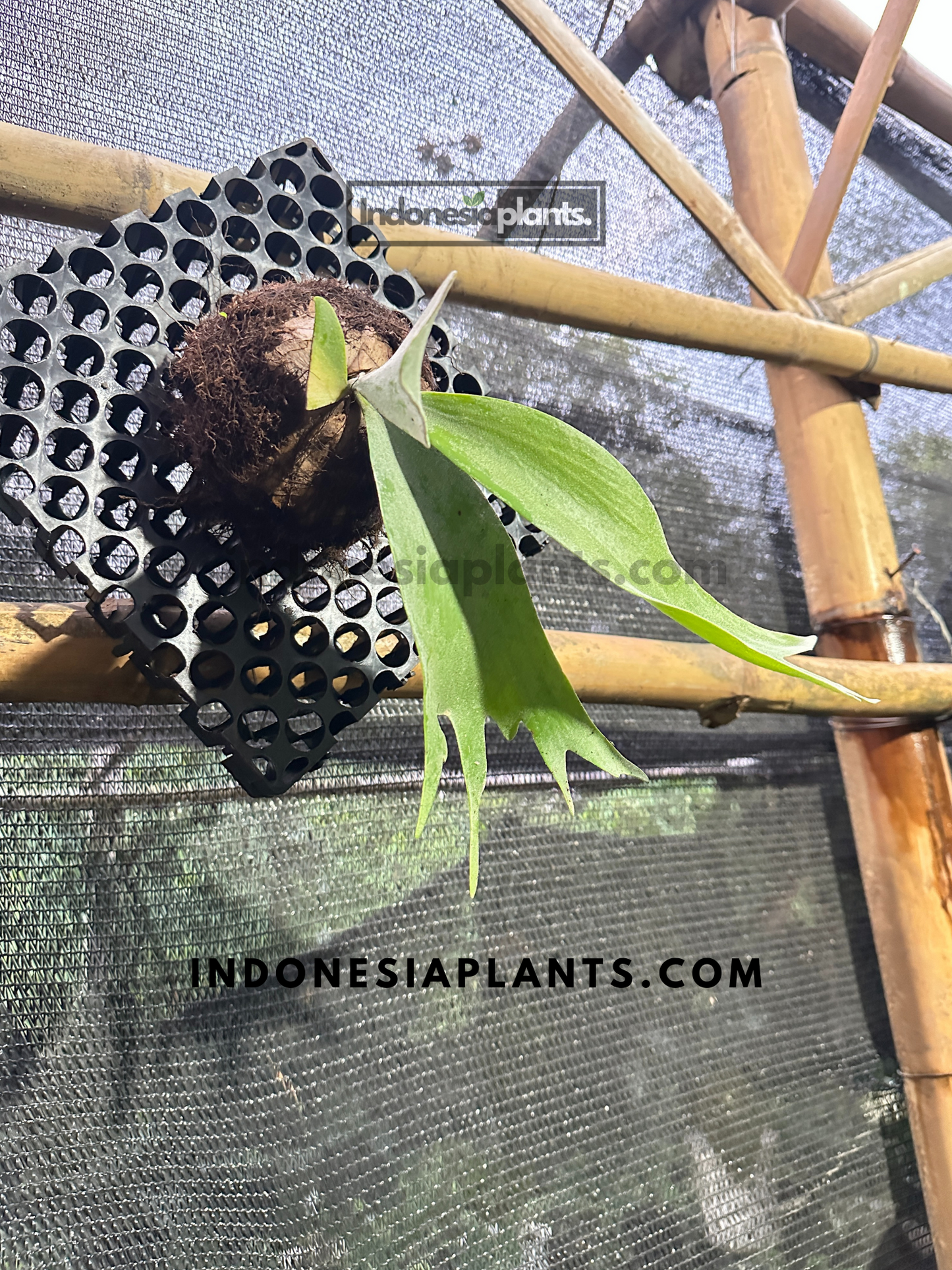 A side view of the Platycerium Willinckii Staghorn Fern mounted on a black plaque, showcasing its distinct shape.
