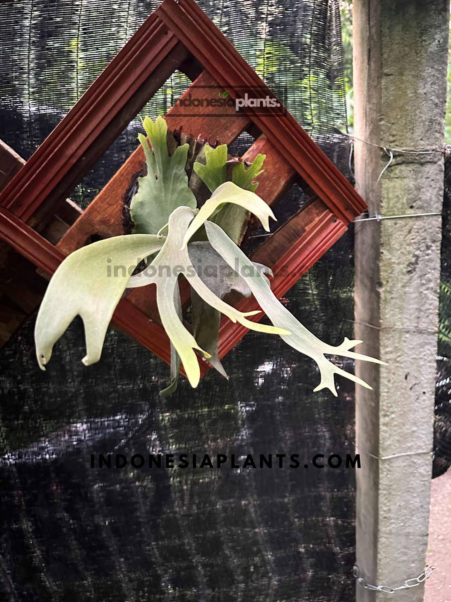 A full view of Platycerium Willinckii Staghorn Fern on a wooden frame, displaying its unique antler-like fronds.