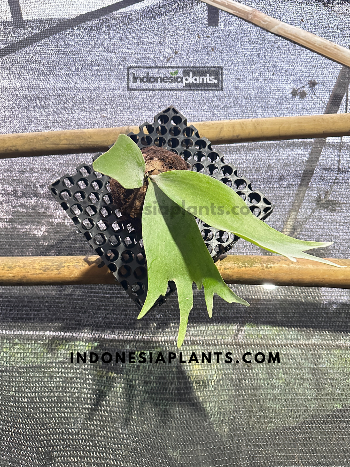 Platycerium Willinckii Staghorn Fern
