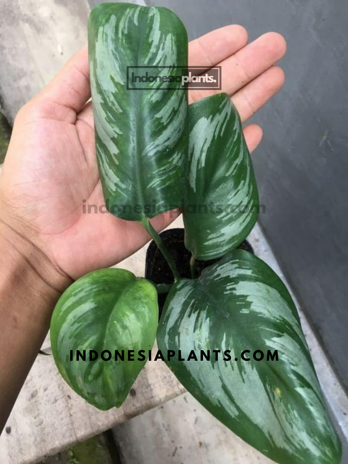 Scindapsus Officinalis