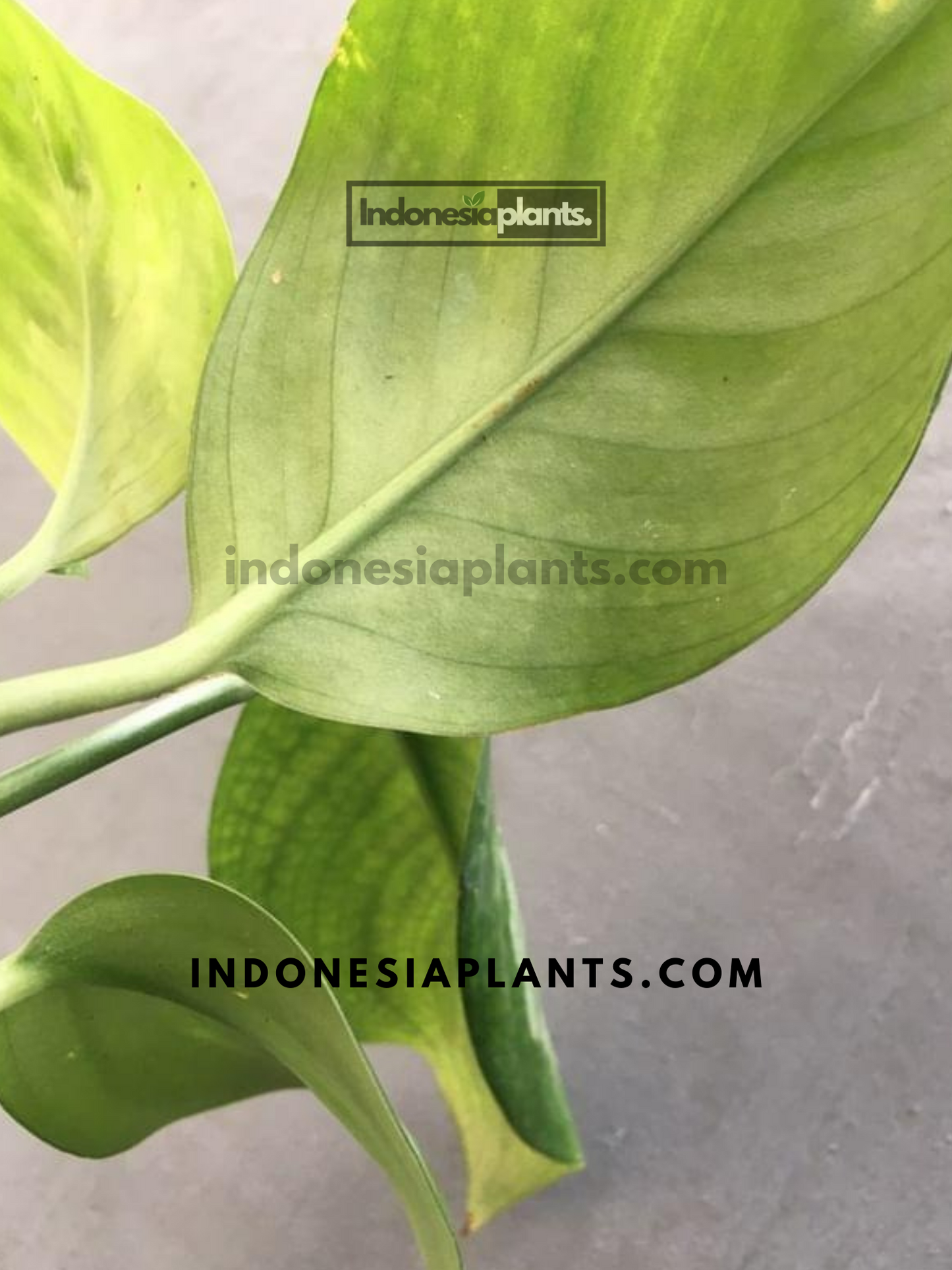 Scindapsus Officinalis
