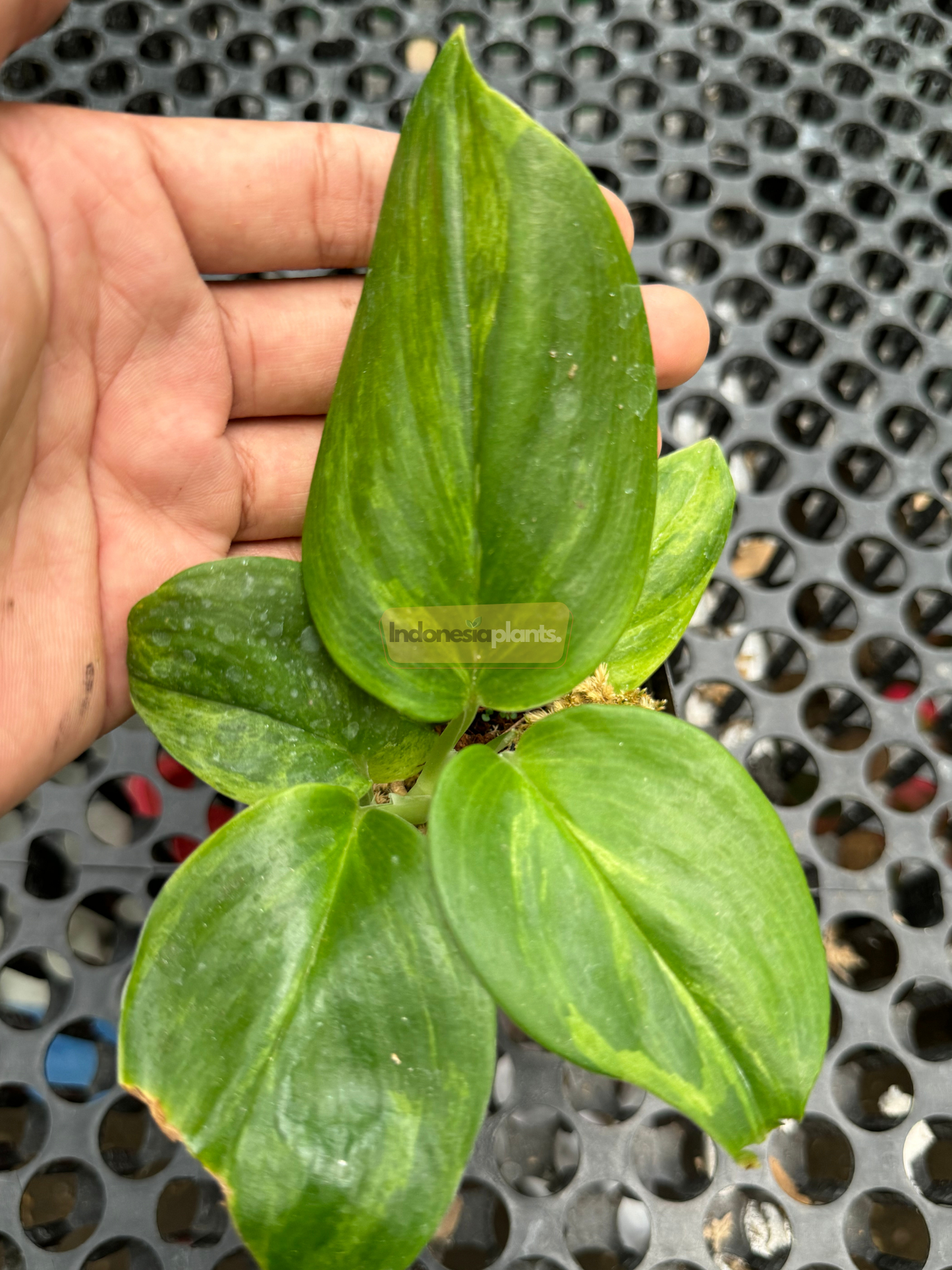 Top-down close-up of Scindapsus Green on Green plant with rounded emerald leaves featuring subtle lime-colored marbling, held in a hand over black grid surface.