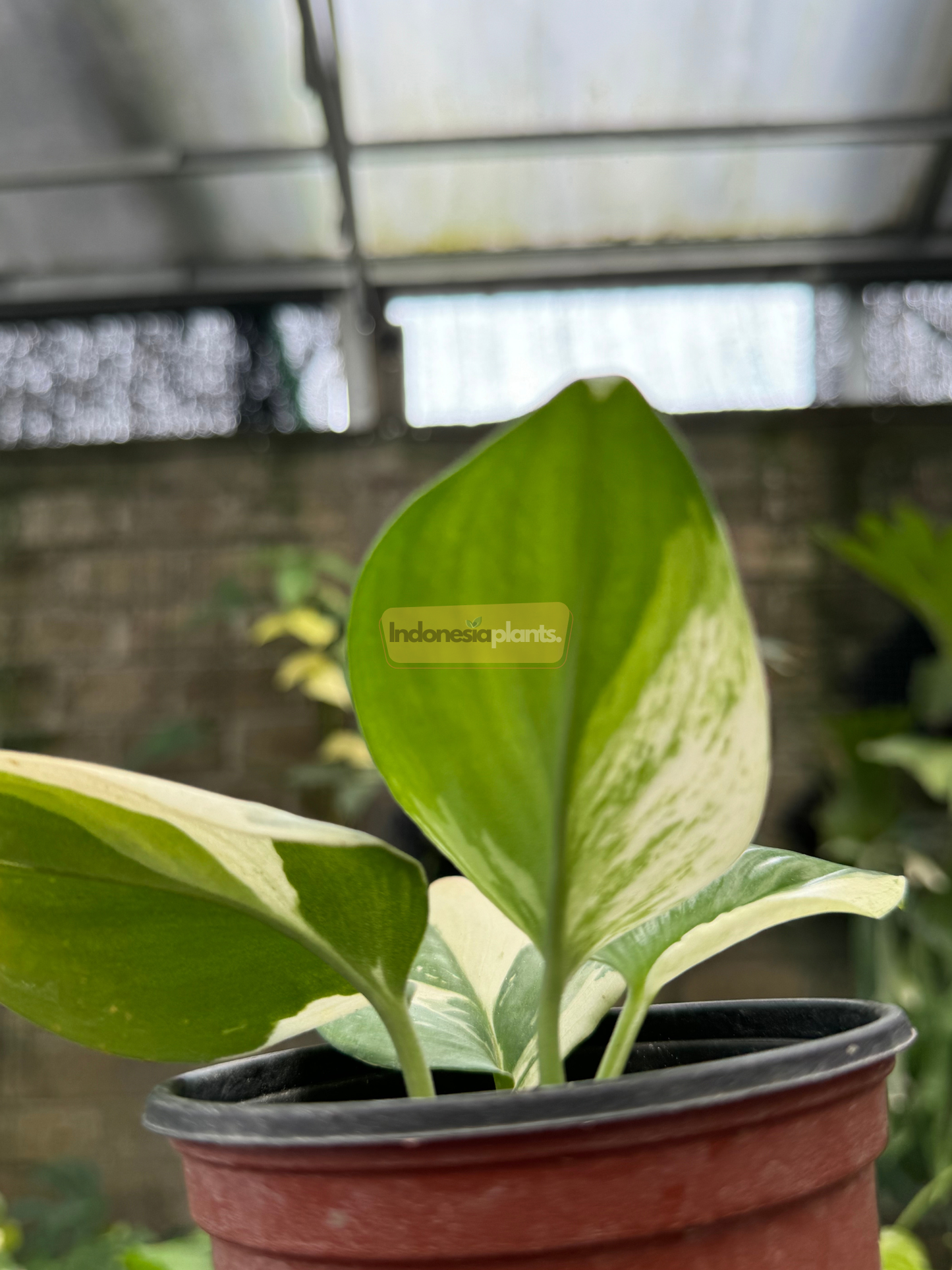 Close-up of Scindapsus Jade Satin White Variegated showing satiny green and creamy white marbled leaf under soft natural light.