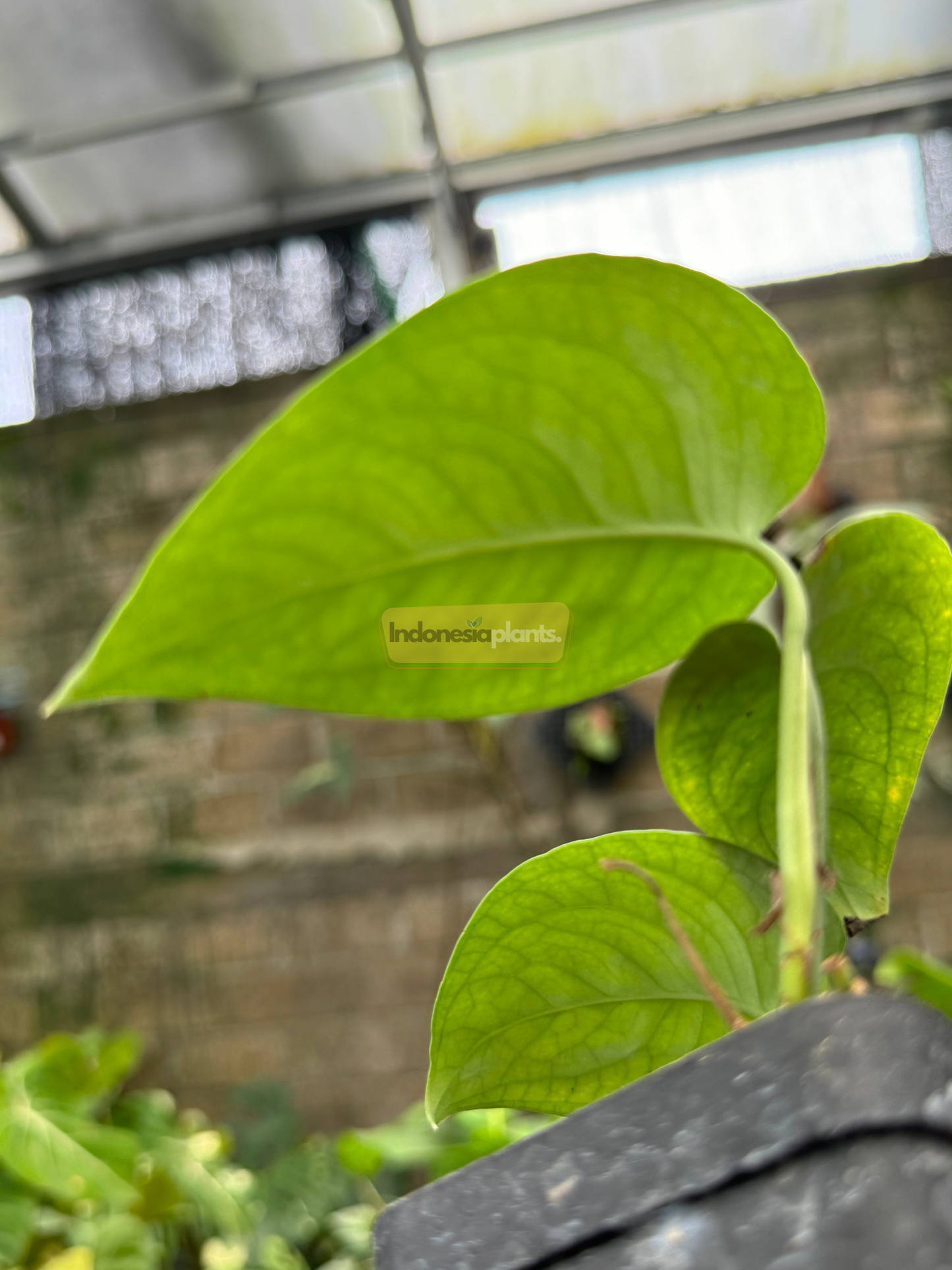 Close-up side view of a Scindapsus Lucens leaf glowing under natural light, showcasing its thick texture and subtle venation.