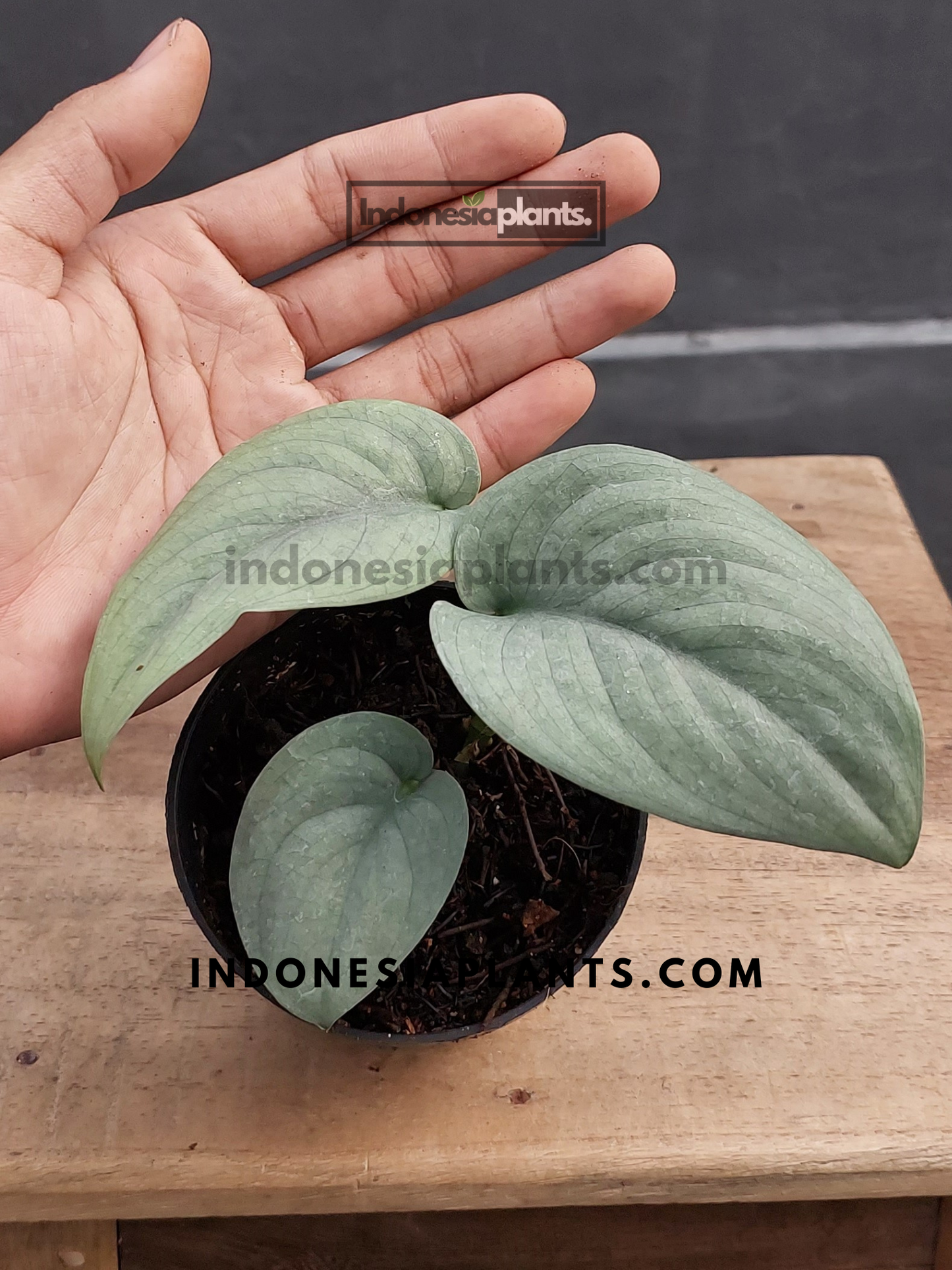 A potted Scindapsus Silver Platinum on a wooden surface, displaying its elegant heart-shaped leaves.