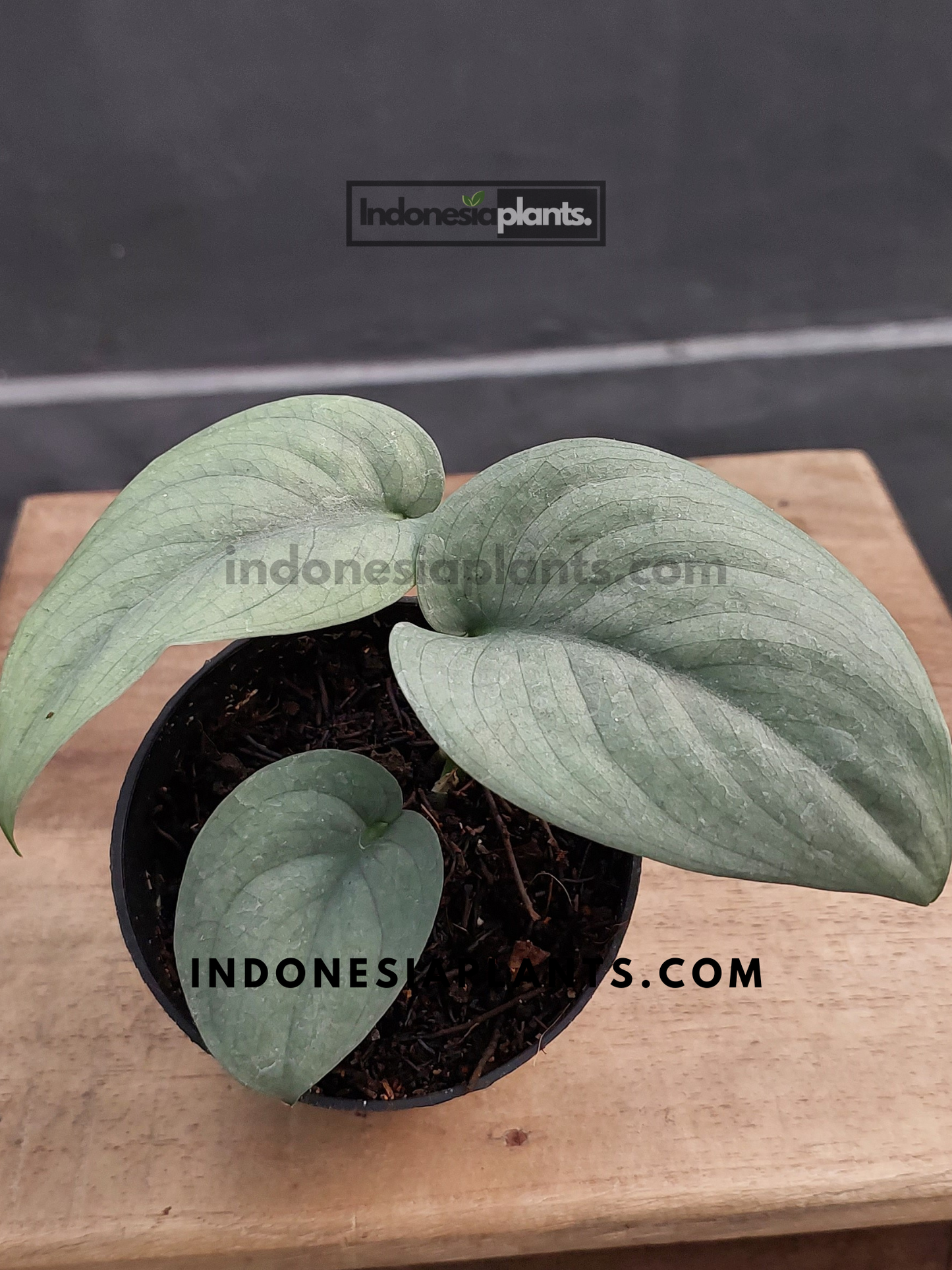 Top view of Scindapsus Silver Platinum in a black pot, highlighting its soft silvery leaves.