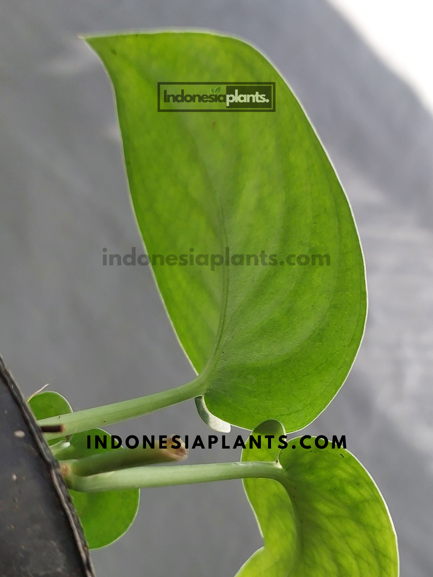 Close-up of a single young Scindapsus Silver Platinum leaf with light green veins against a neutral background.