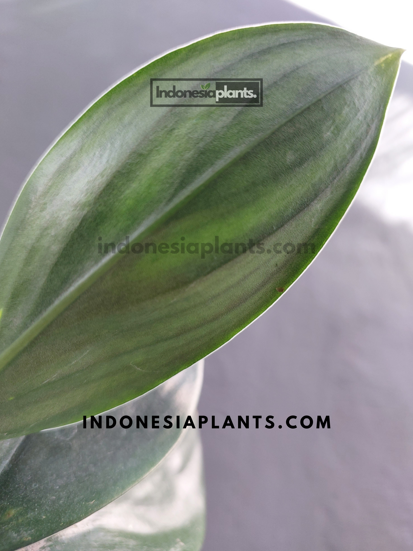 Scindapsus Treubii Dark Black