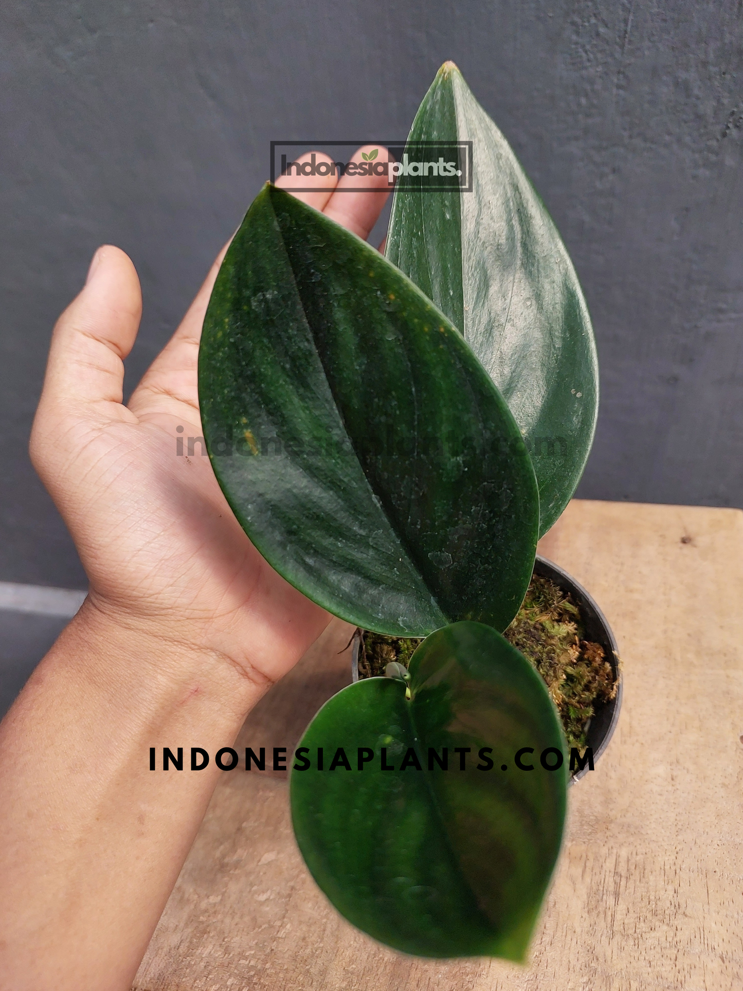 Scindapsus Treubii Dark Black
