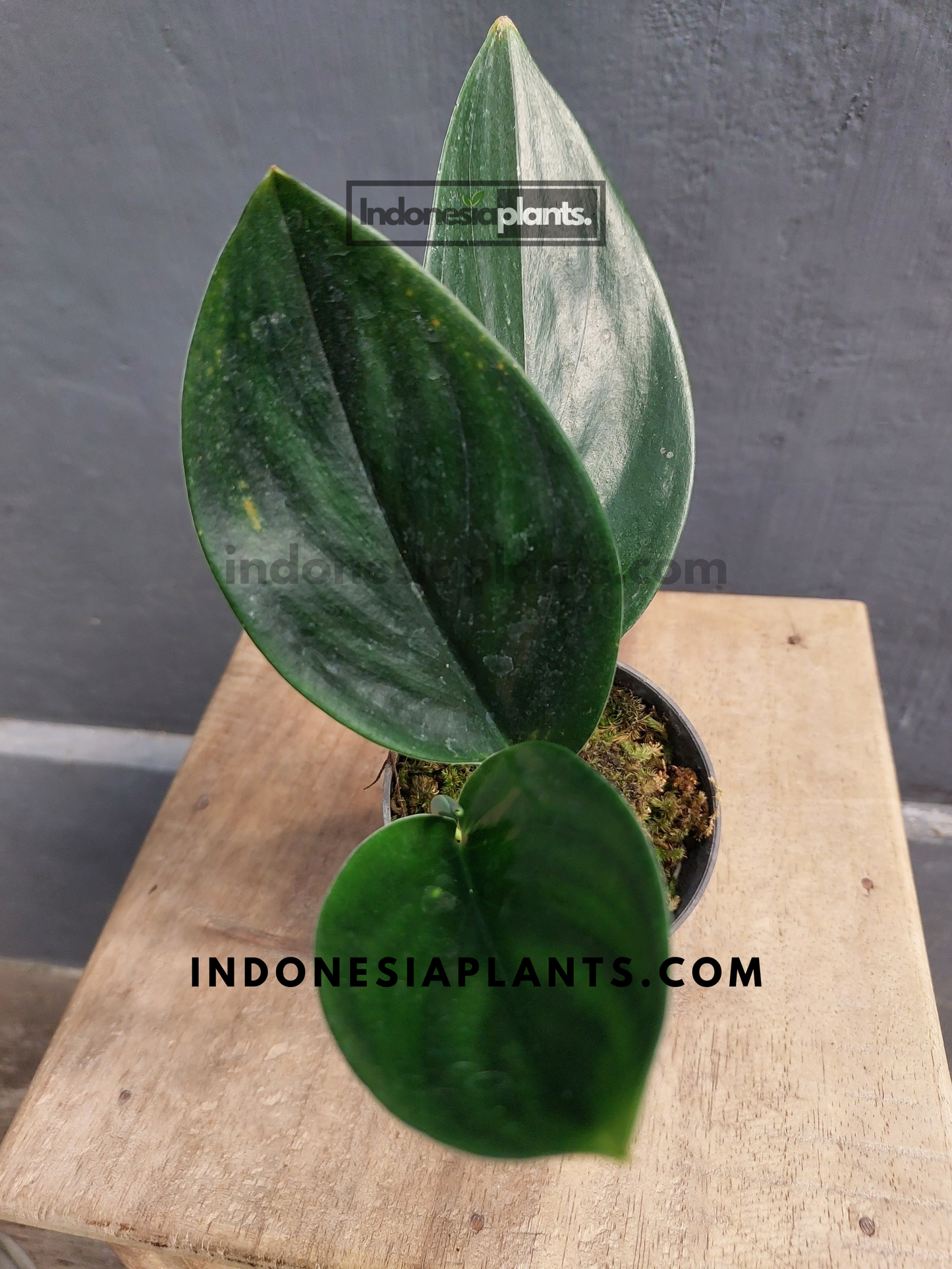 Scindapsus Treubii Dark Black
