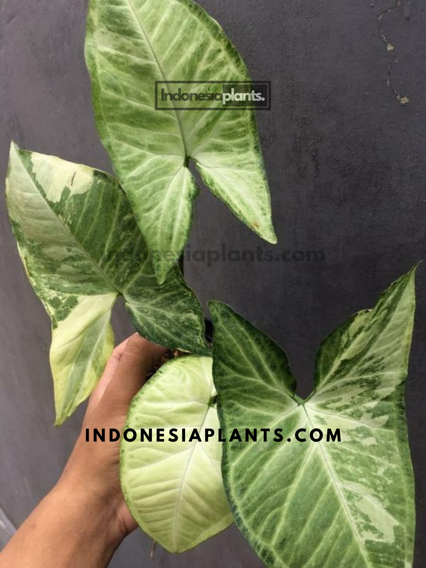Syngonium Avocado Milkshake Butterfly Variegated | Syngonium Podophyllum Variegated