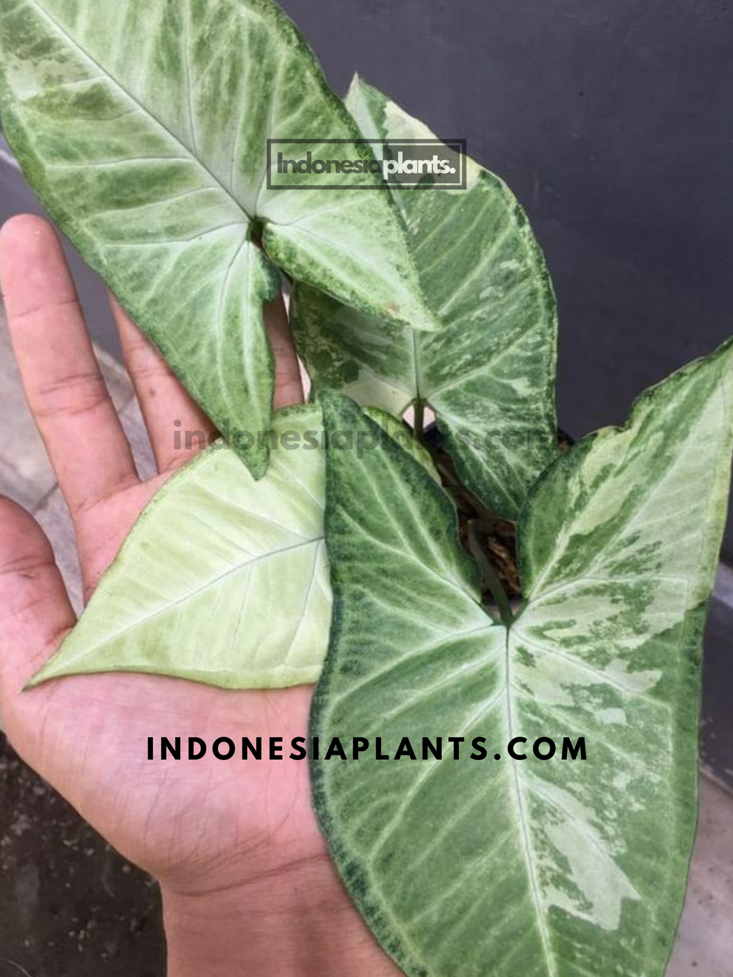 Syngonium Avocado Milkshake Butterfly Variegated | Syngonium Podophyllum Variegated