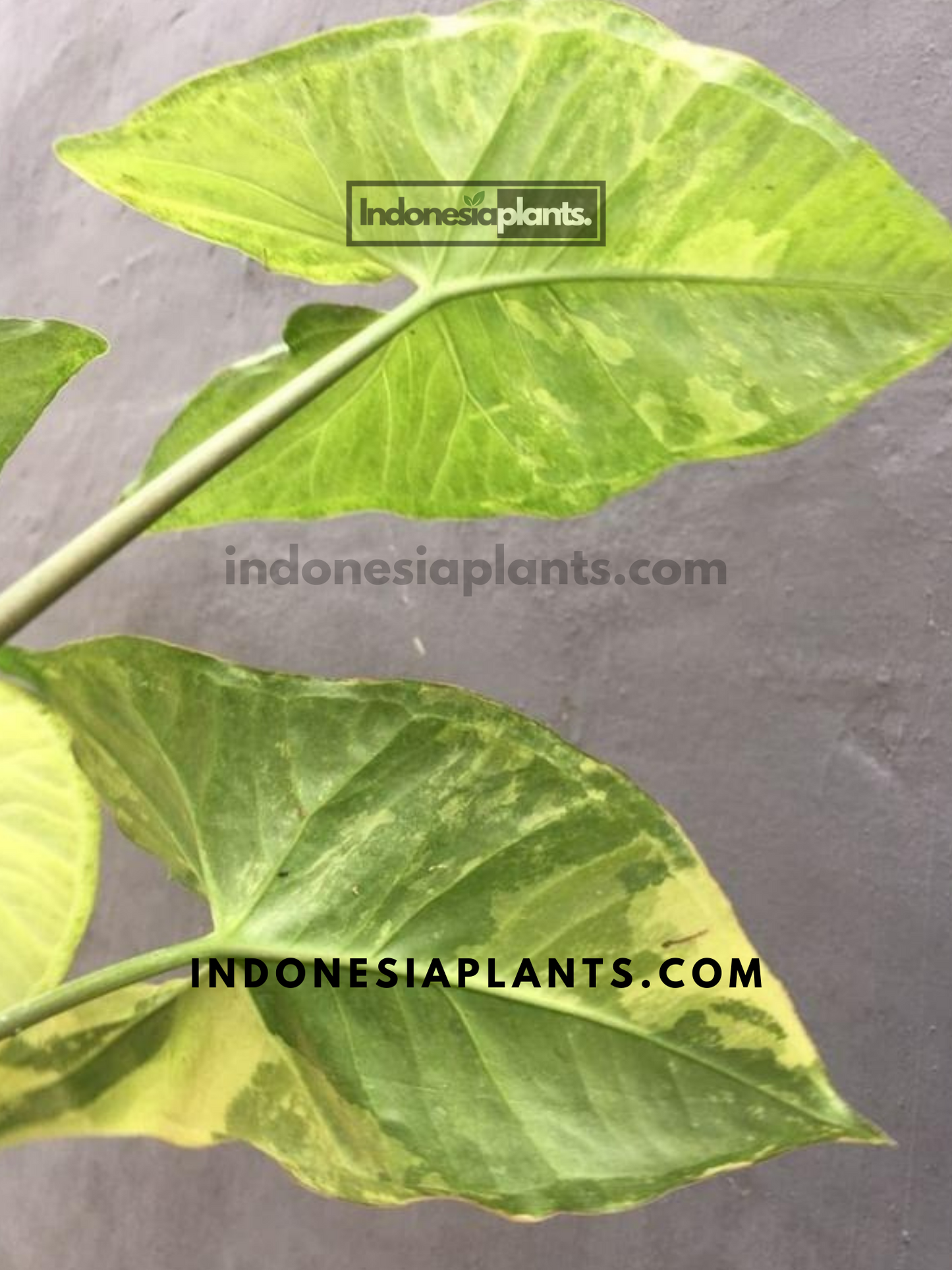 Syngonium Avocado Milkshake Butterfly Variegated | Syngonium Podophyllum Variegated