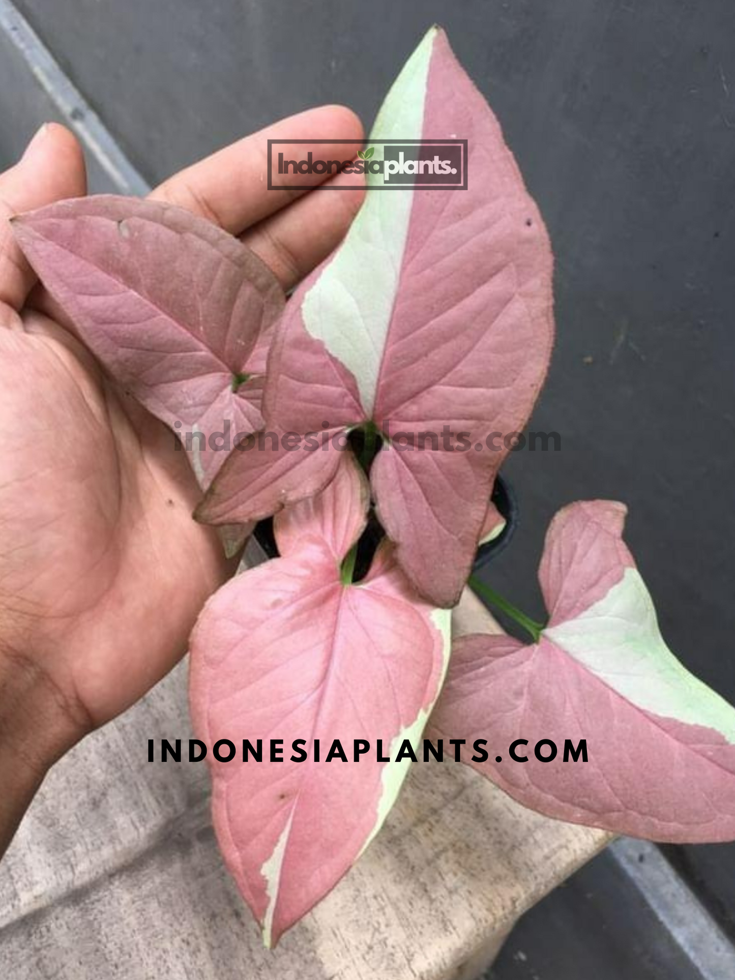 Syngonium Strawberry Milk